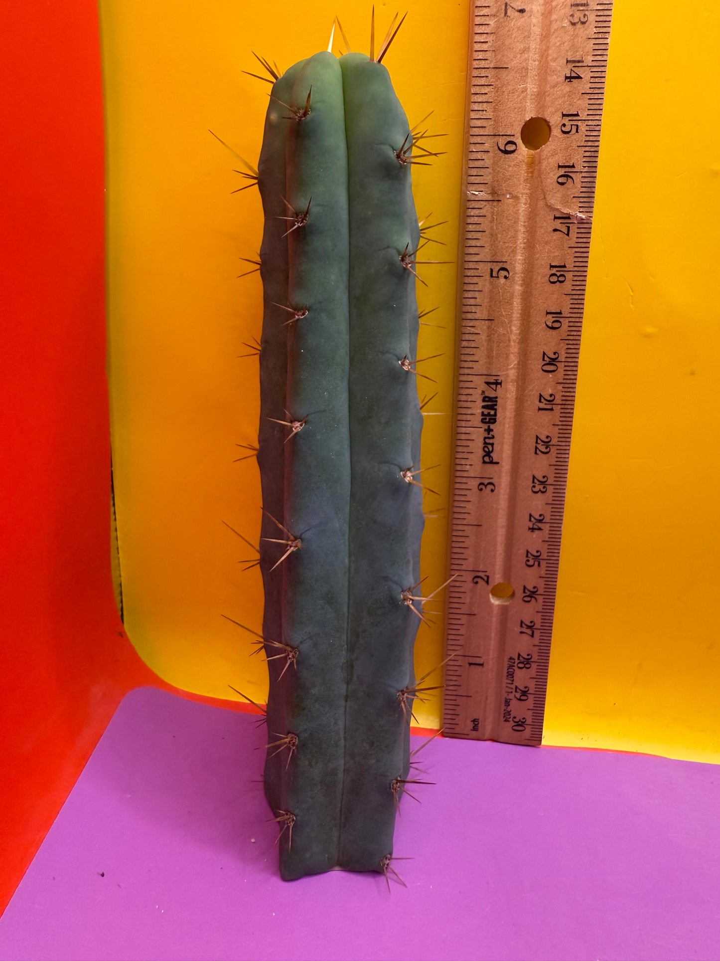Ss02 cactus cutting
