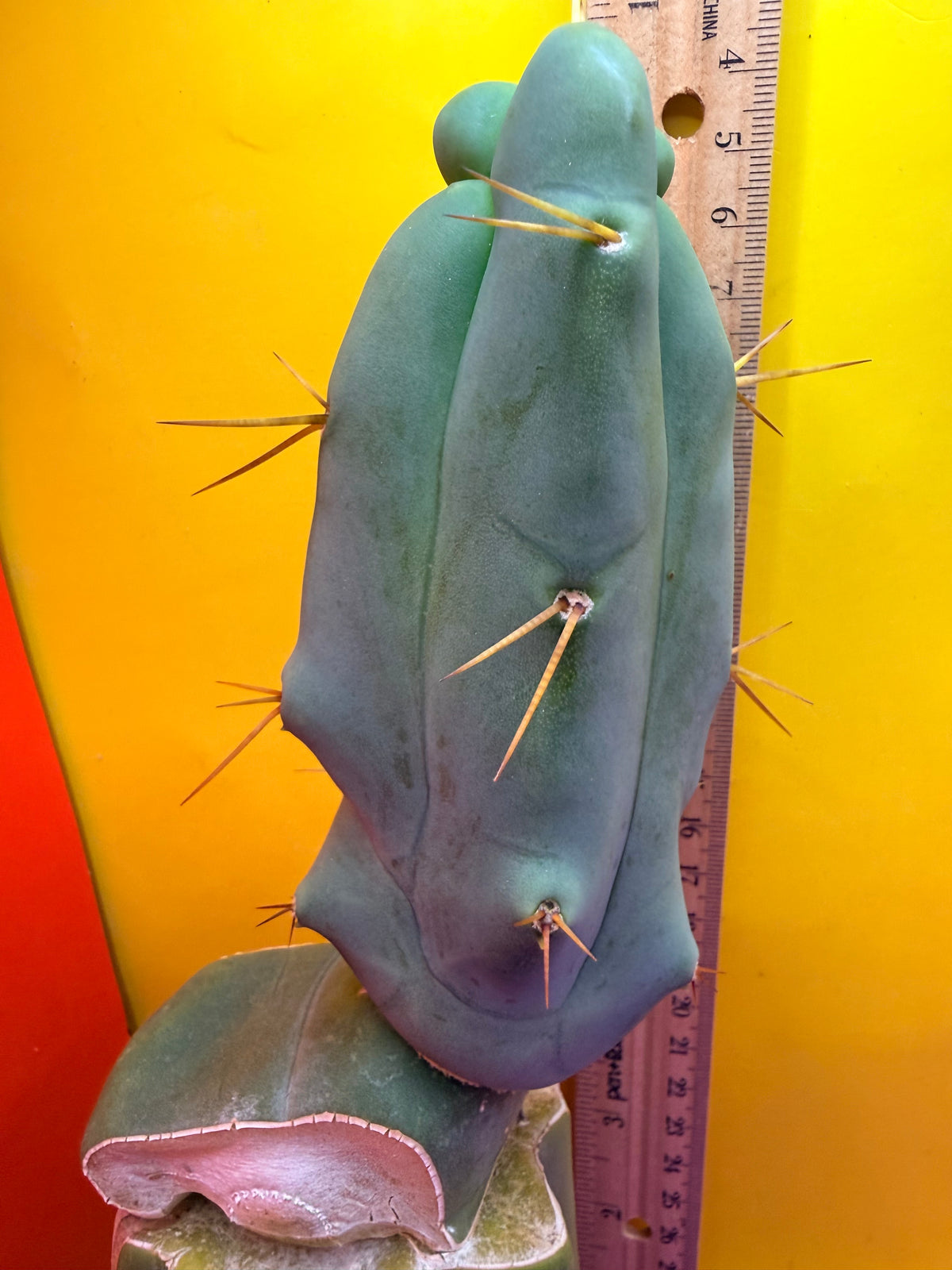 WALTS DRAGON ! 🐉 grafted cactus