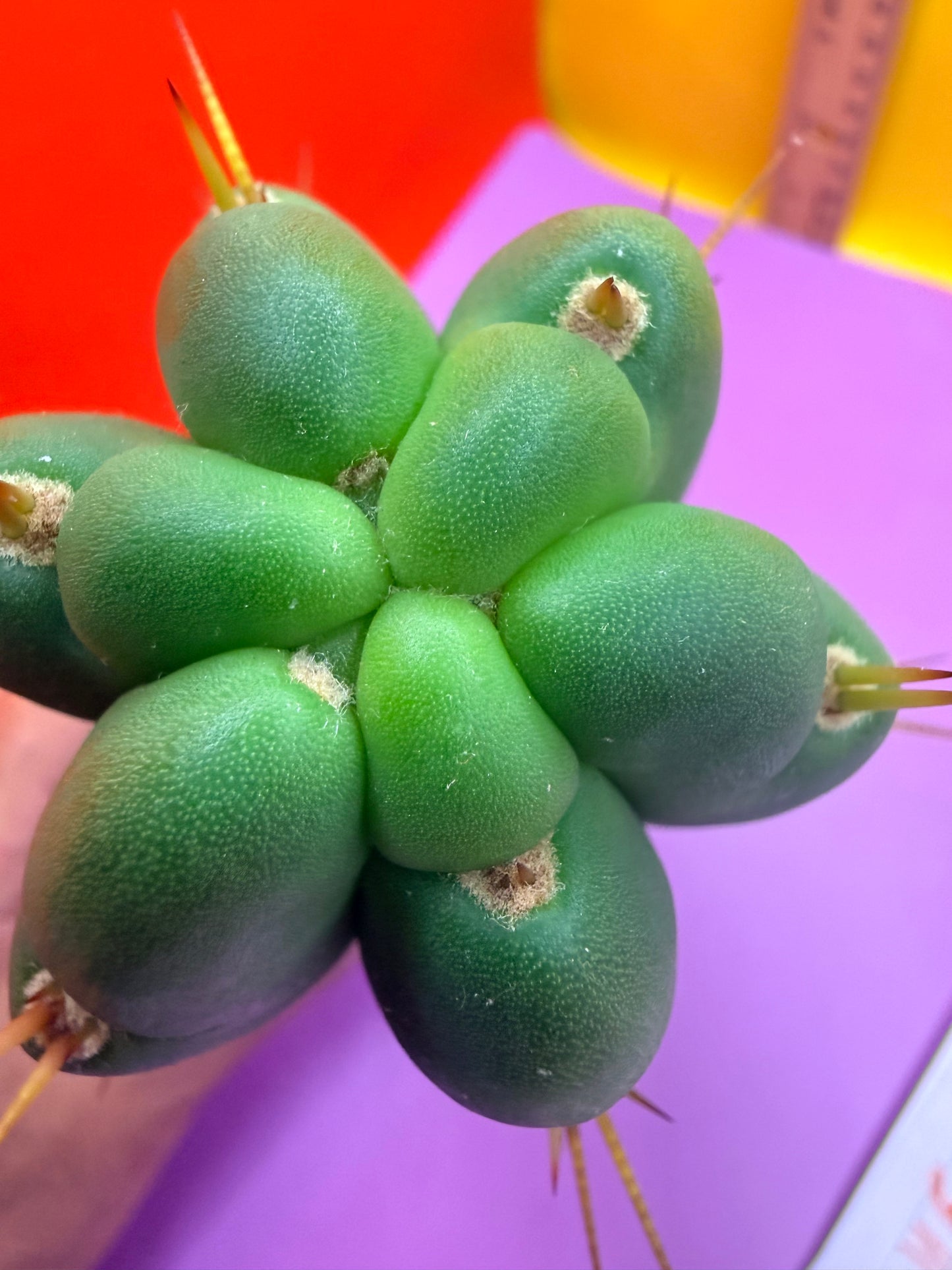 Yowie x Wowie cactus cutting