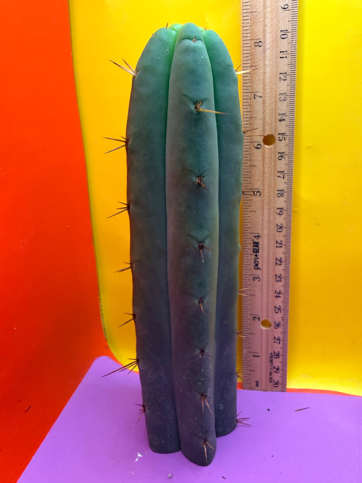 AURORAS GIANT Bridgesii cactus cutting - this exact one