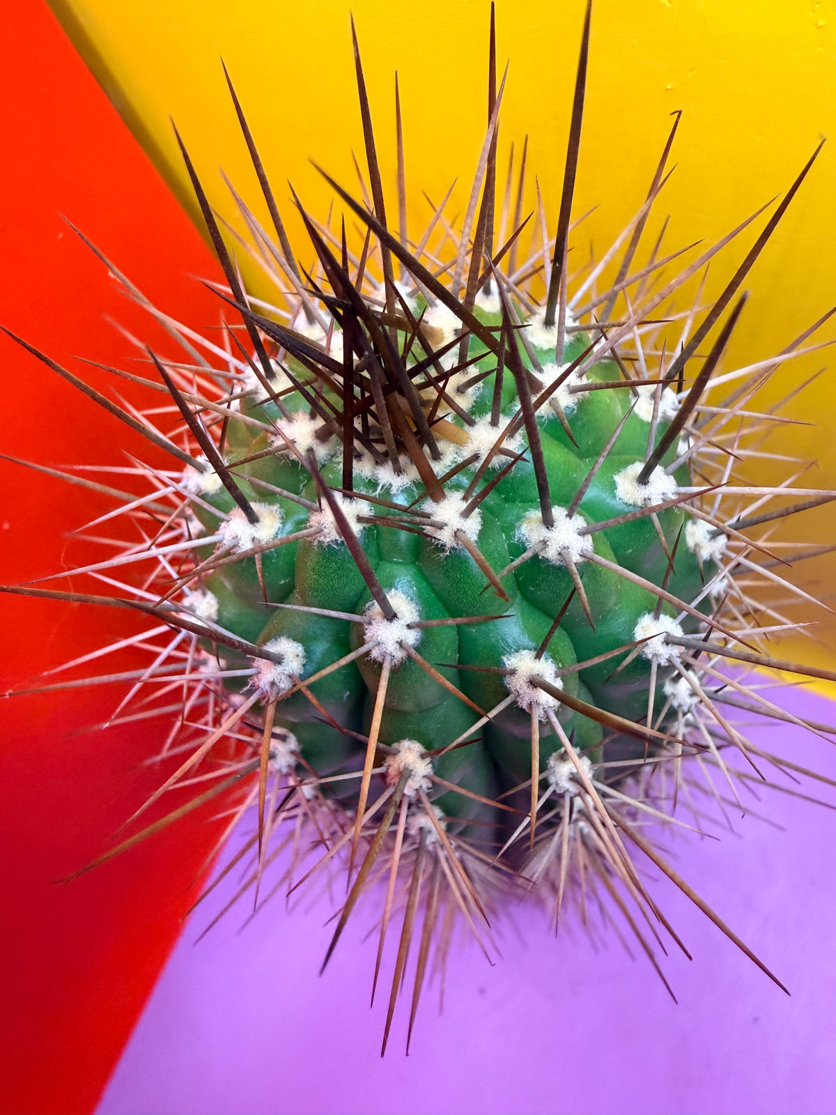 Trichocereus thelegonus