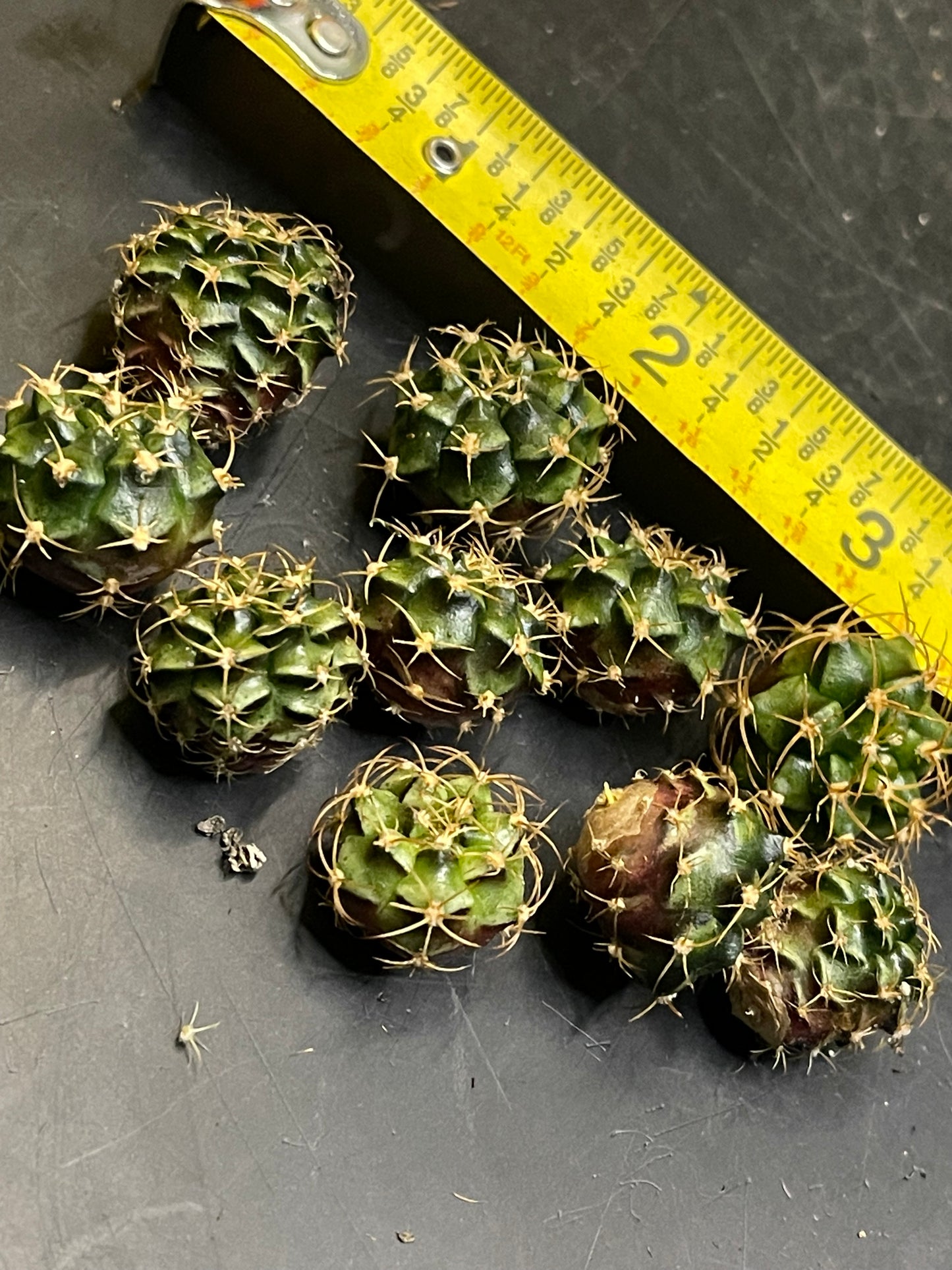 DAVES DOLLAR DAYS Gymno pups