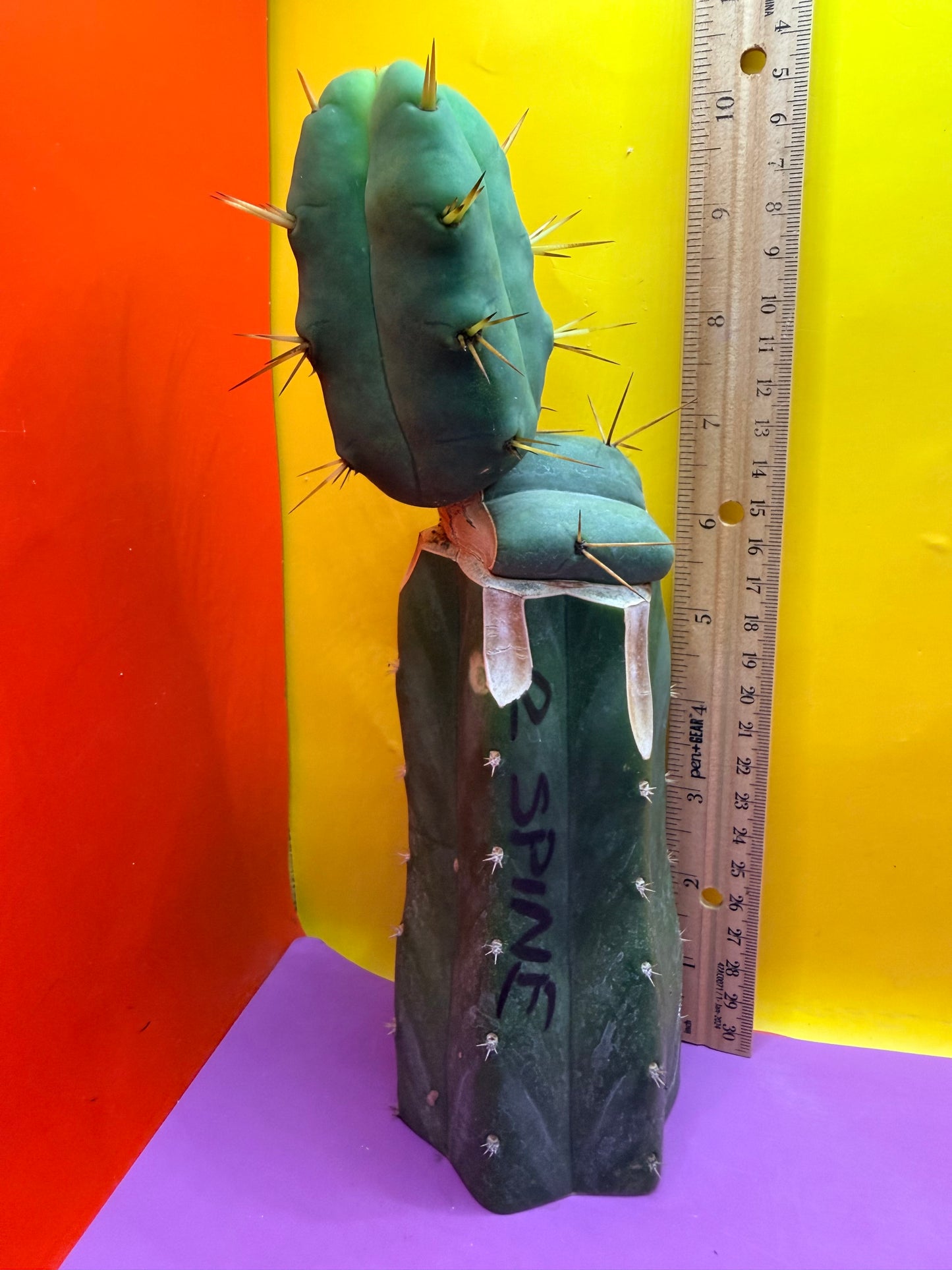 “Jimzz twin spines” 4 winds grafted cactus
