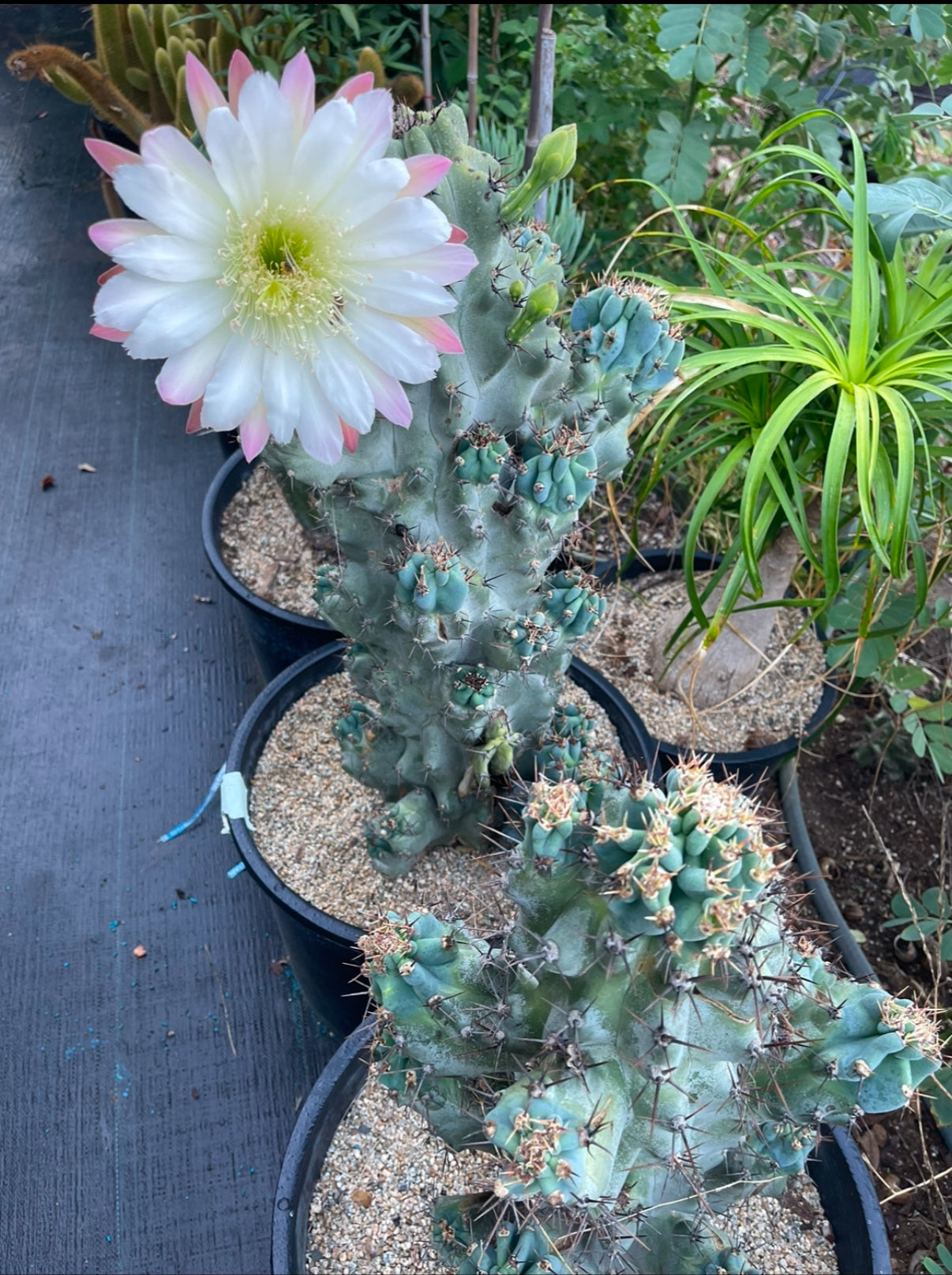 Cereus monstrose