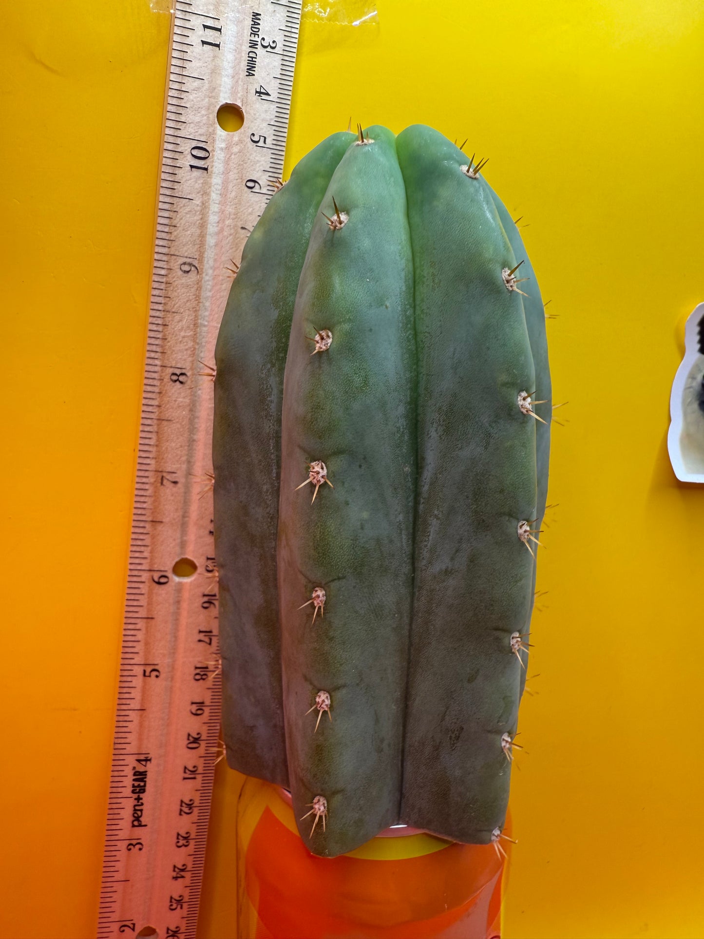 Jacks Juuls JJ  O.P. “Type-A” cactus cutting JJOP