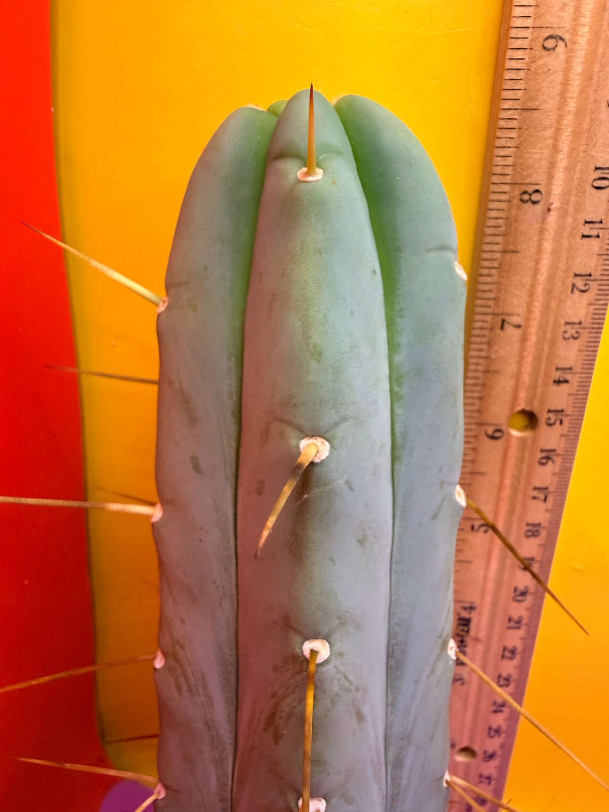 Trichocereus Bridgesii cutting of “DEL DIOS”