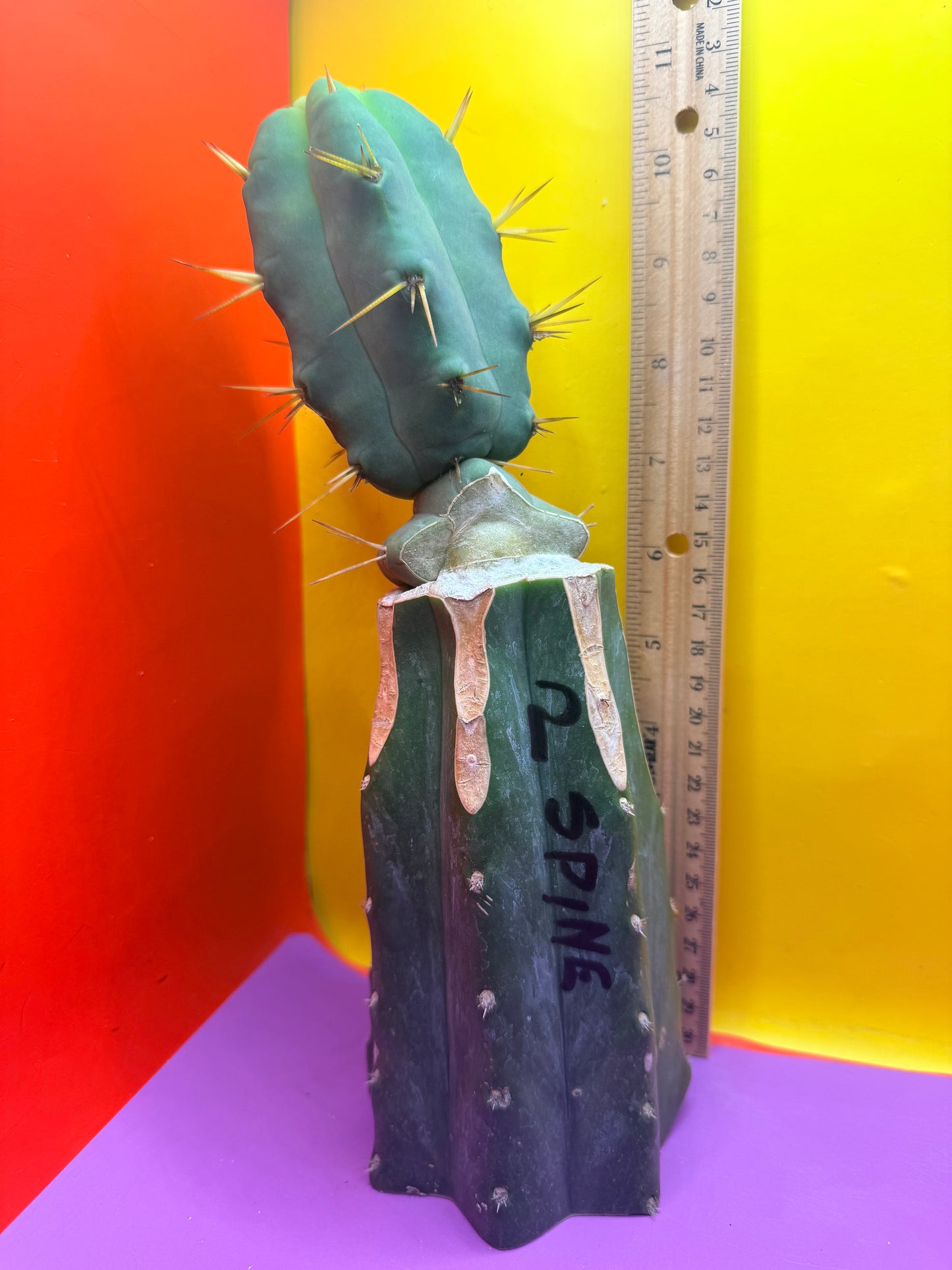 “Jimzz twin spines” grafted cactus