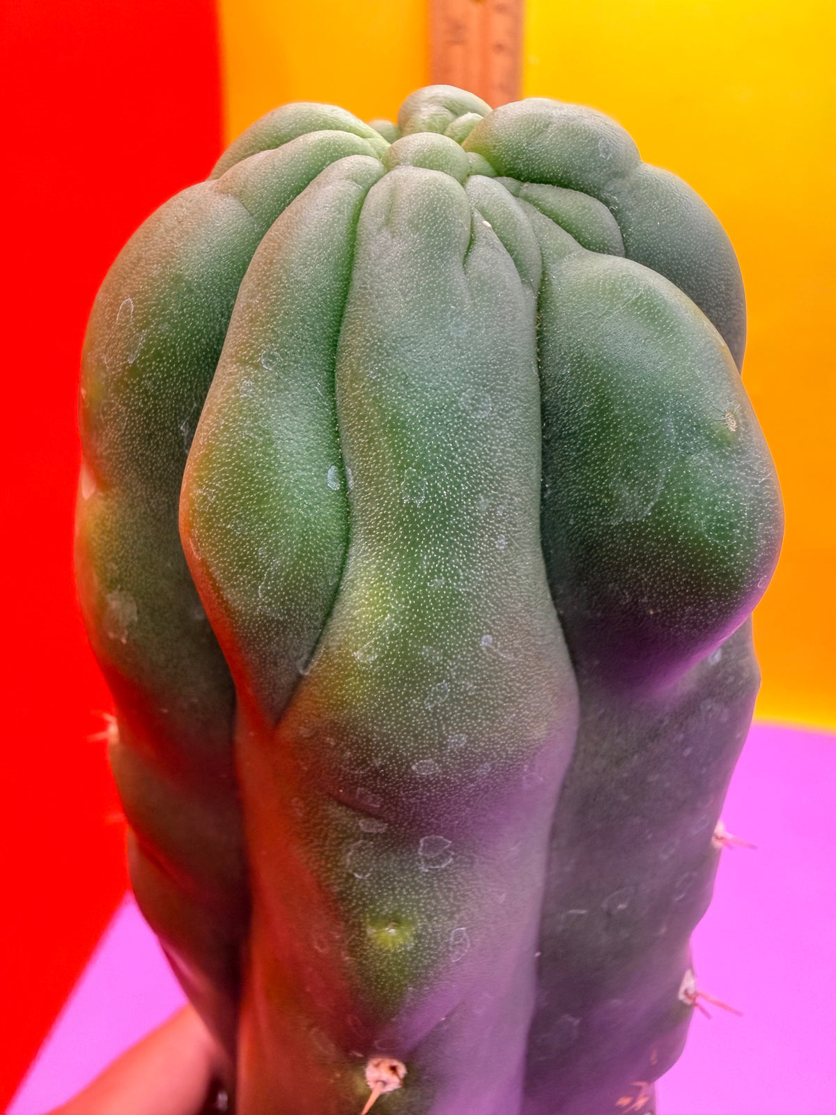 Monstrose San Pedro cactus - TPM !