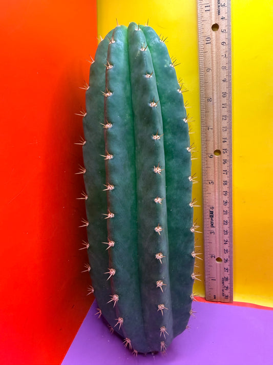 Cacto Hebrido