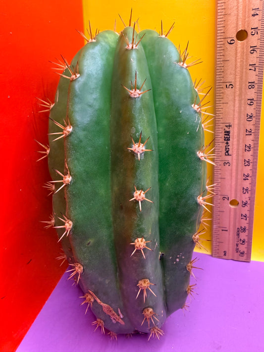 Cacto hebrido