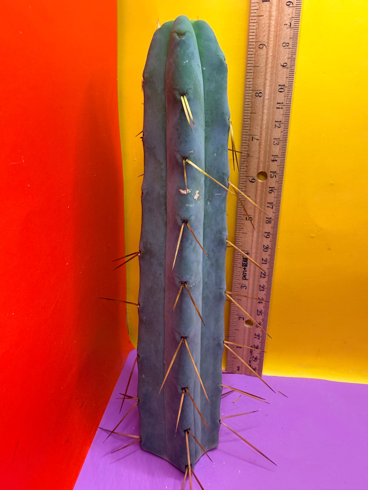 Jiimz Twin Spine !