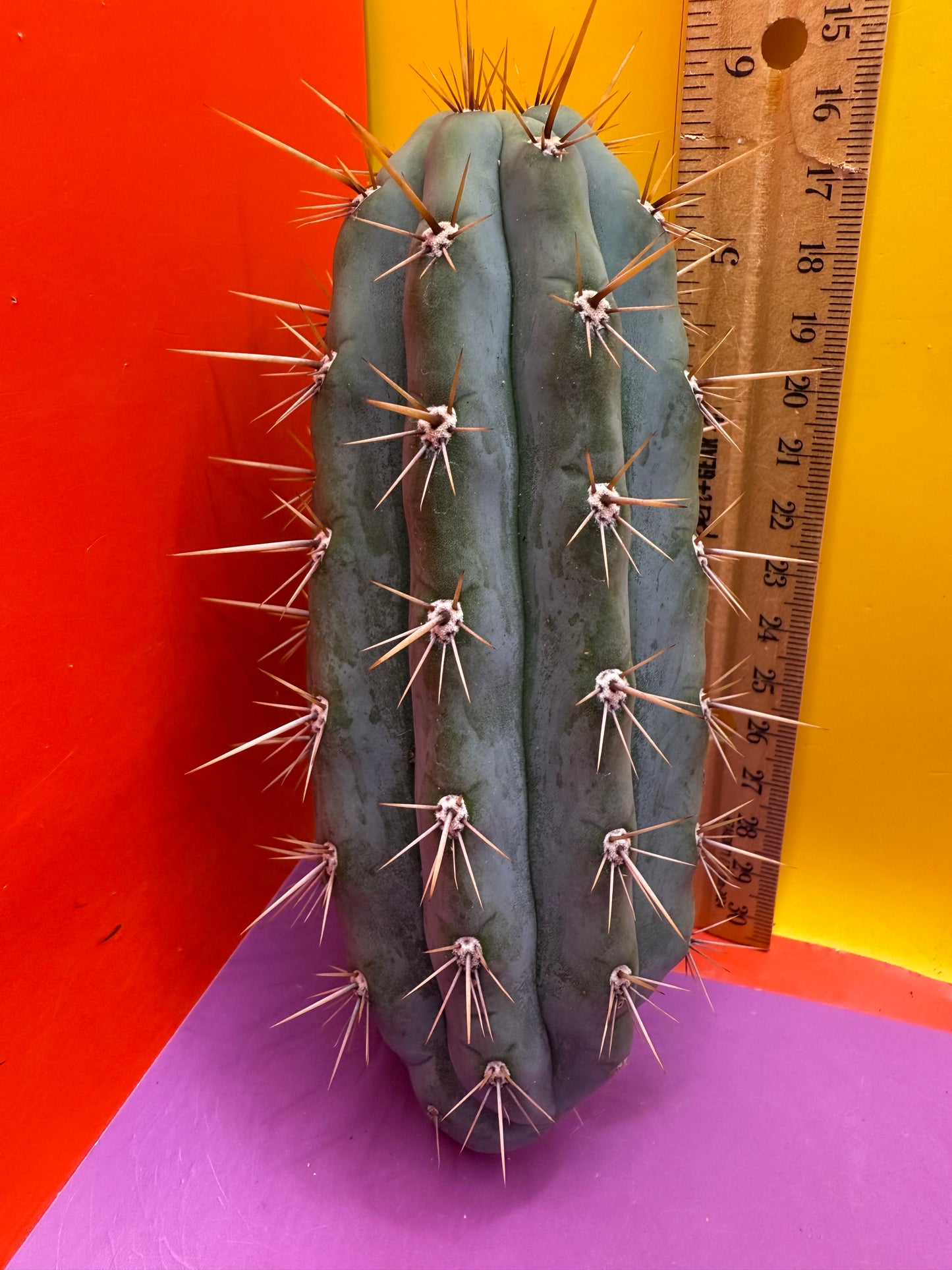 Trichocereus Matucana !