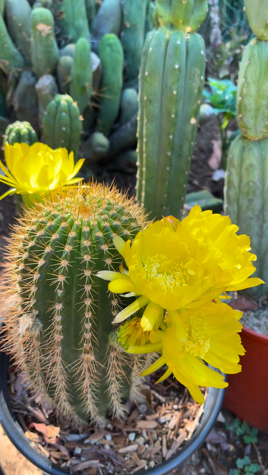 Yellow flowering trichocereus seeds - 25 seeds