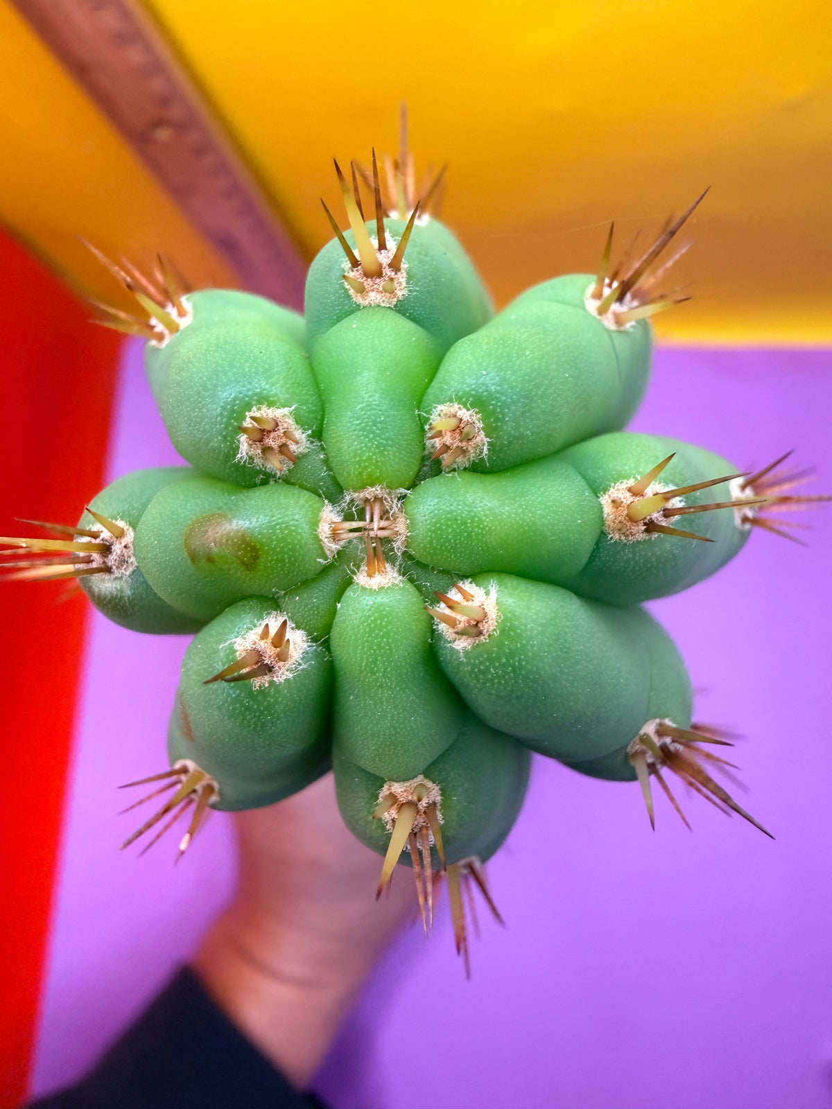 Cool San Pedro Cactus !