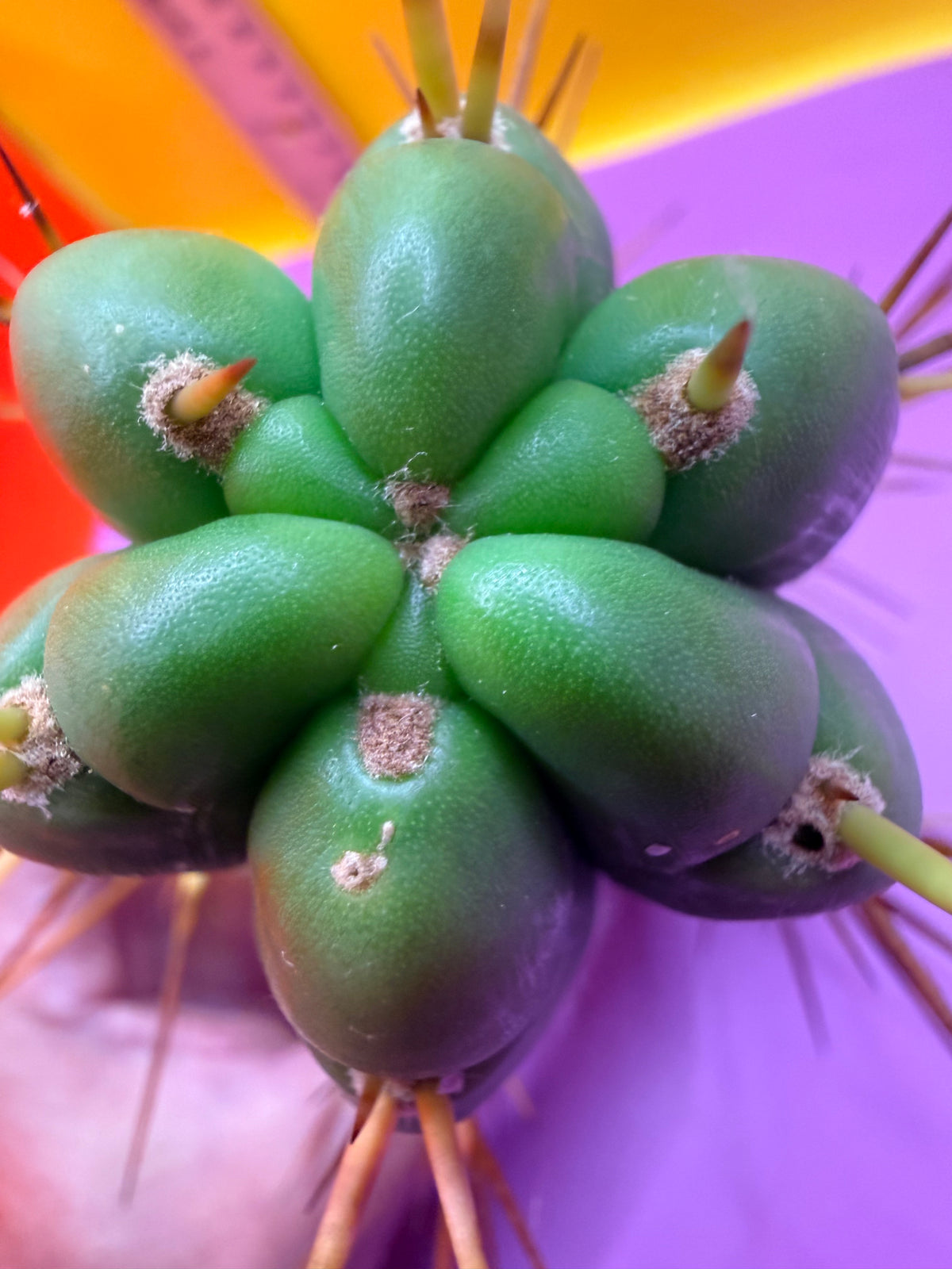 PALA  🌶️🌶️! This exact cactus cutting of trichocereus