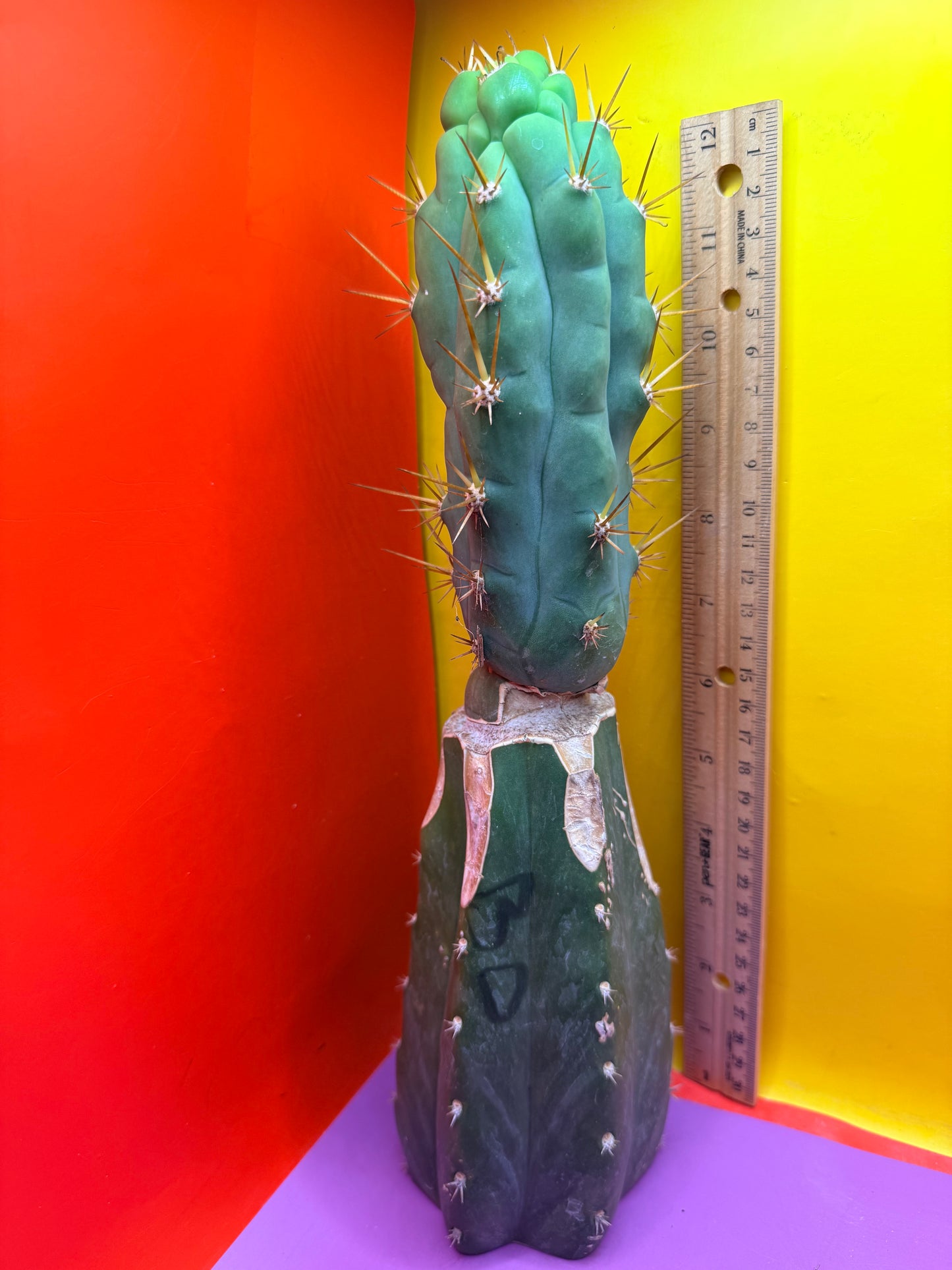 Grafted Bruce’s Dragon