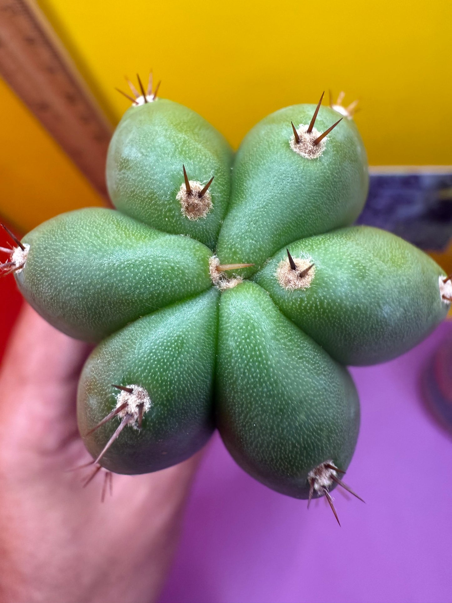 New Years SALE ! 🎆Trichocereus pallarensis x tpm