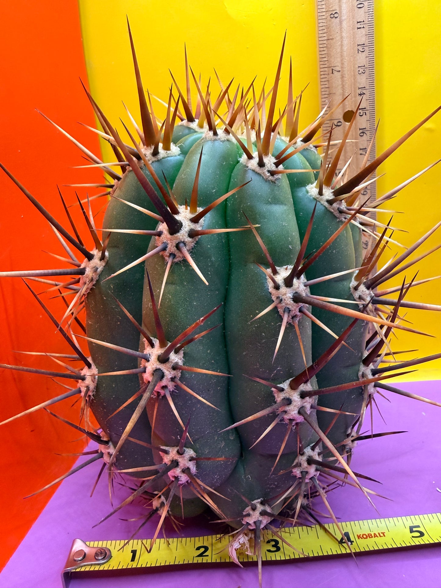 Trichocereus Tacaquirensis 🌶️🌶️
