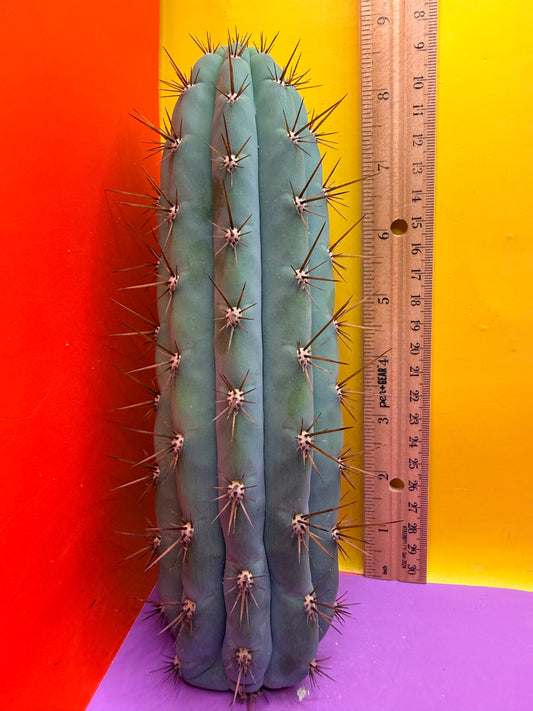 Serra blue