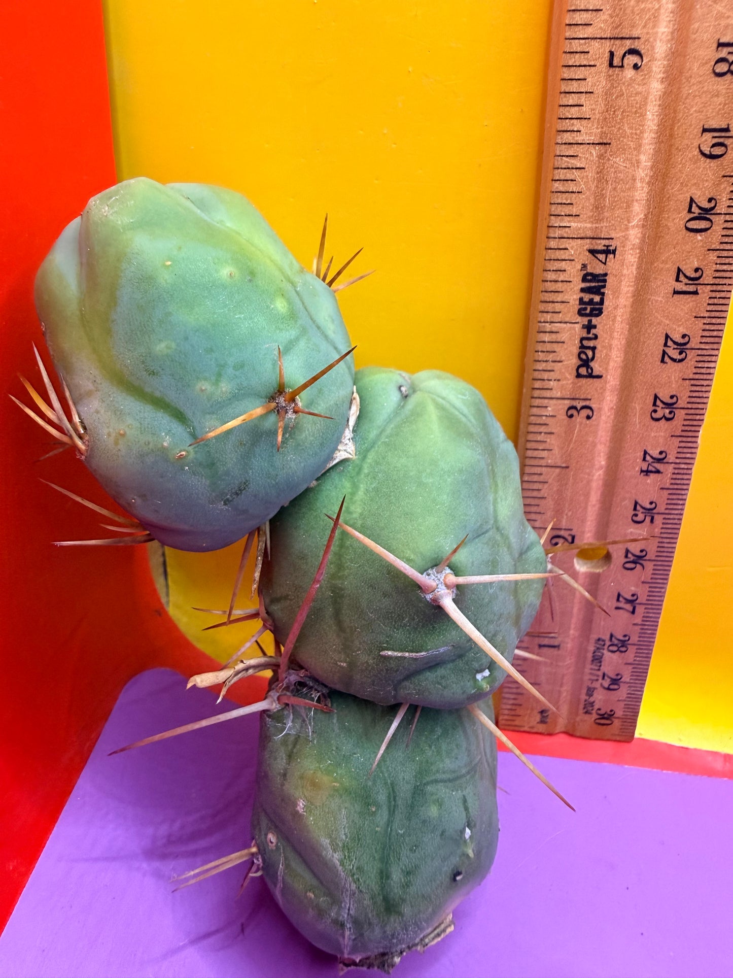 triple segment short form Tbm cactus for sale  !