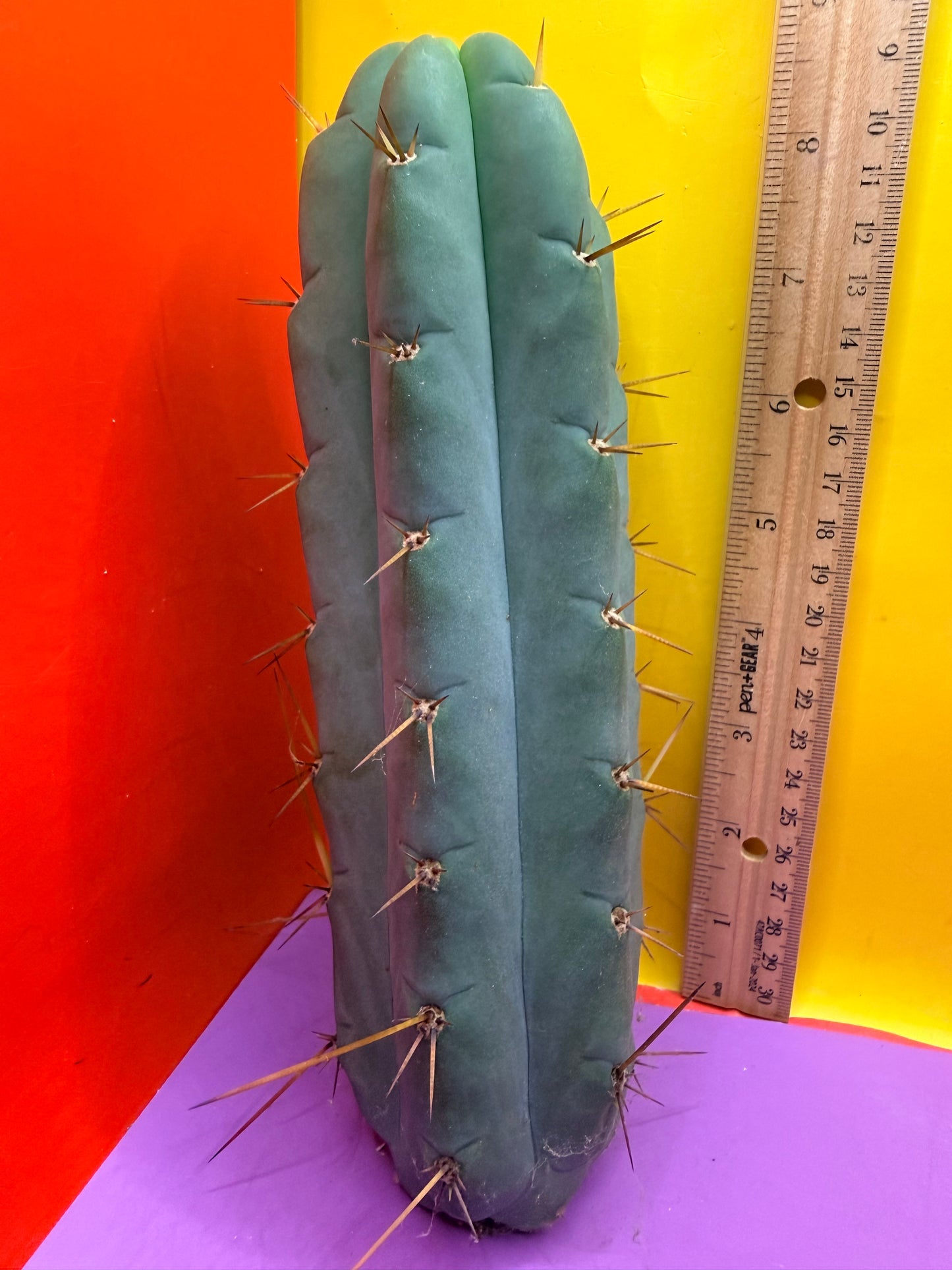 Yowie x Wowie cactus cutting