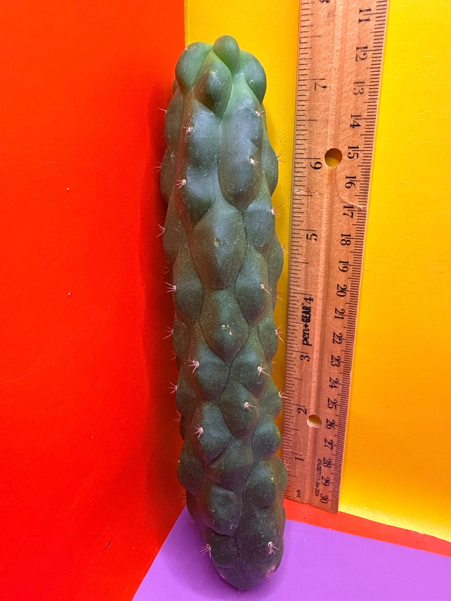 Monstrose San Pedro Cactus! This exact one