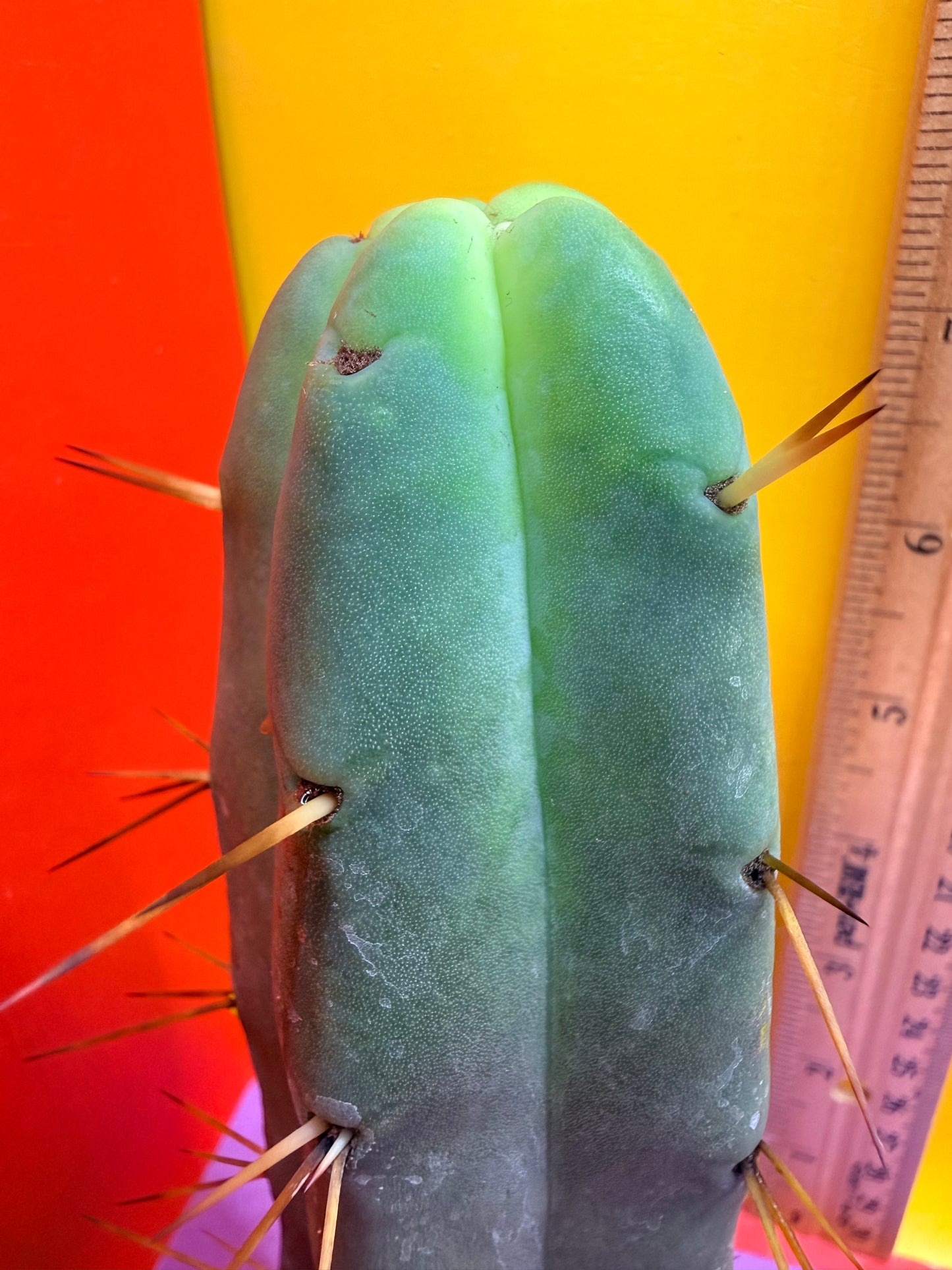 Jiimz Twin Spine !