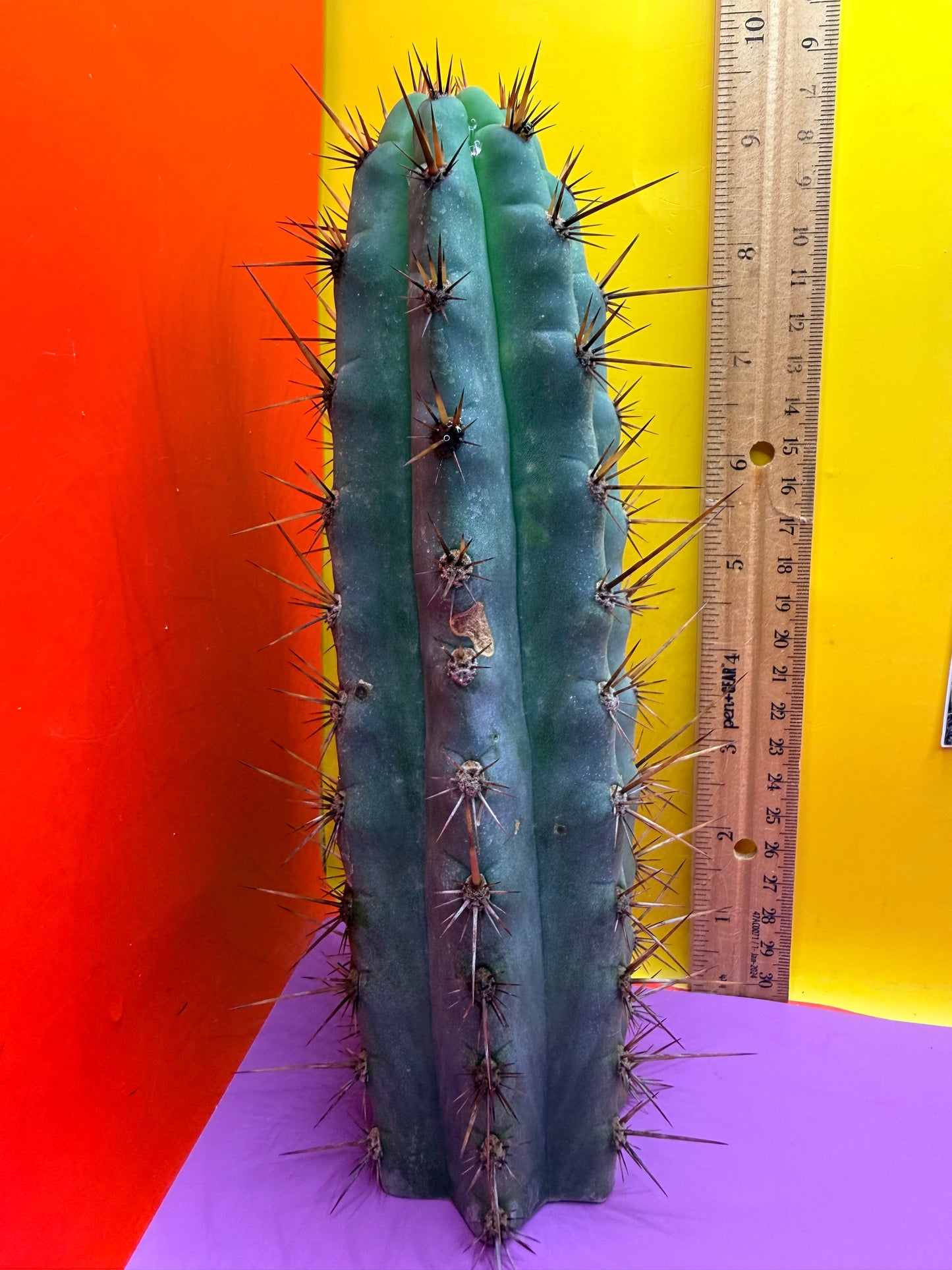 Peruzco trichocereus cactus cutting
