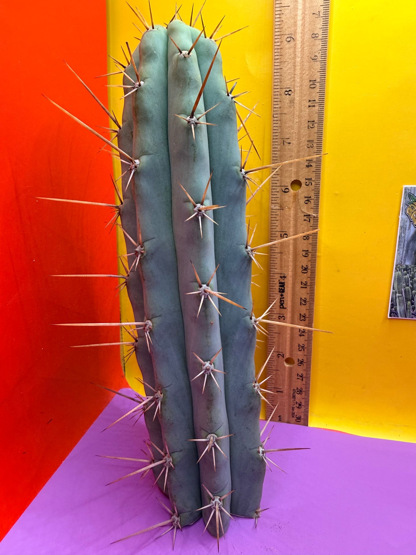 Trichocereus NOID