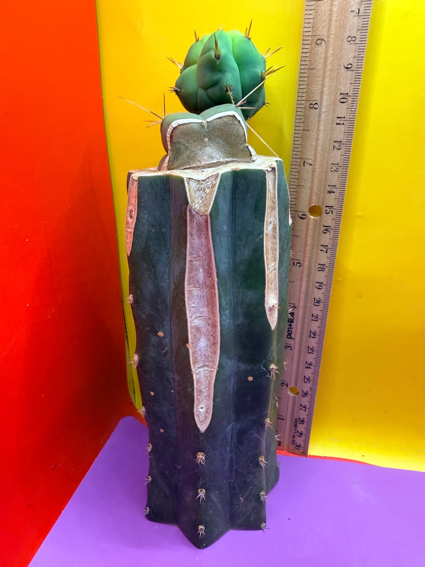 Cactus Kate Bridgesii