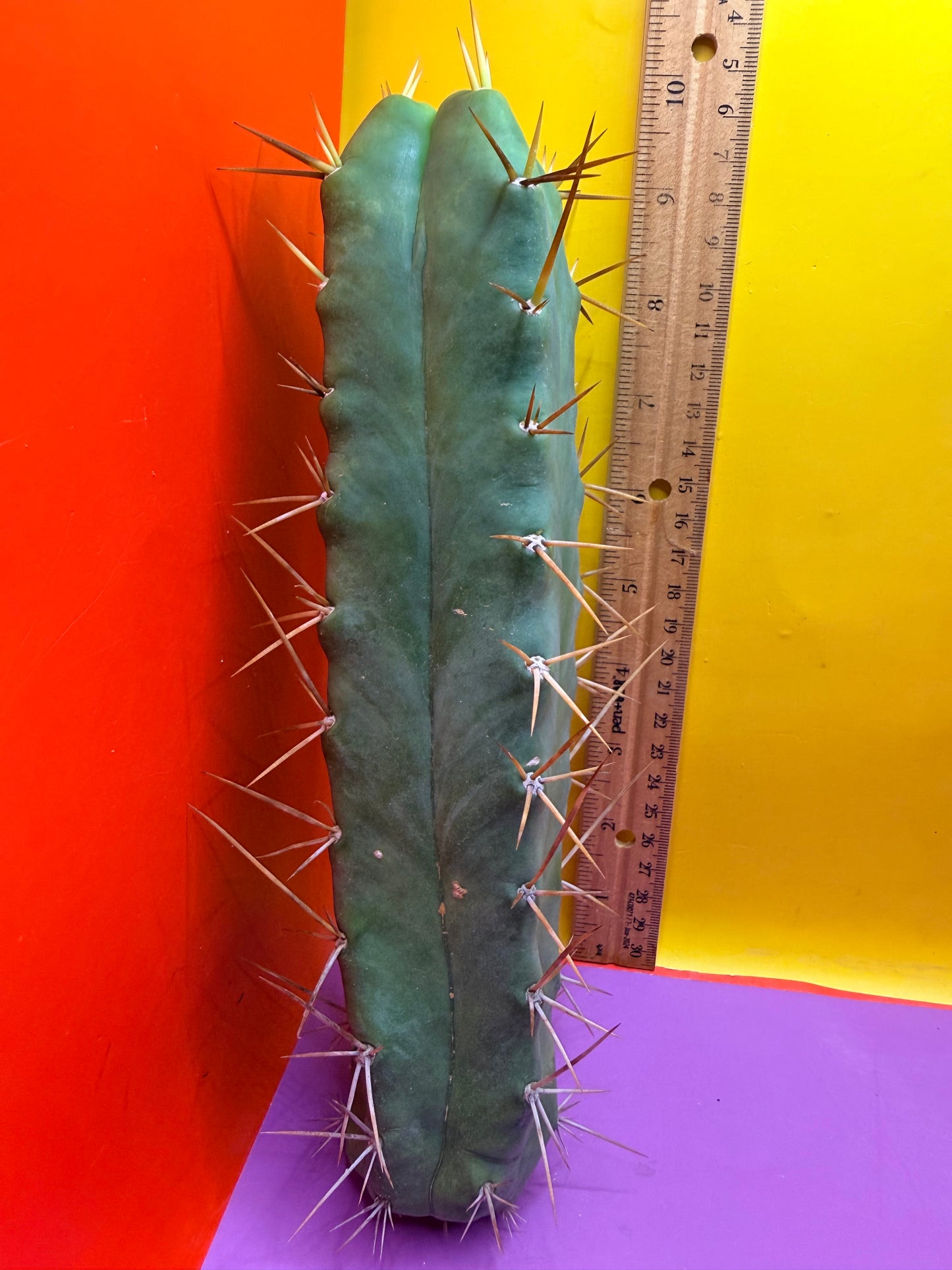 SSO2 X P.C. 4 ribs!!!!