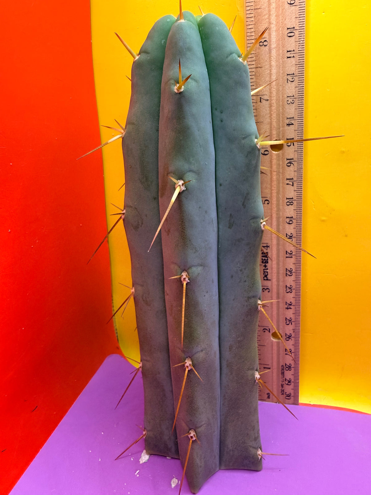 “H1” Trichocereus Bridgesii