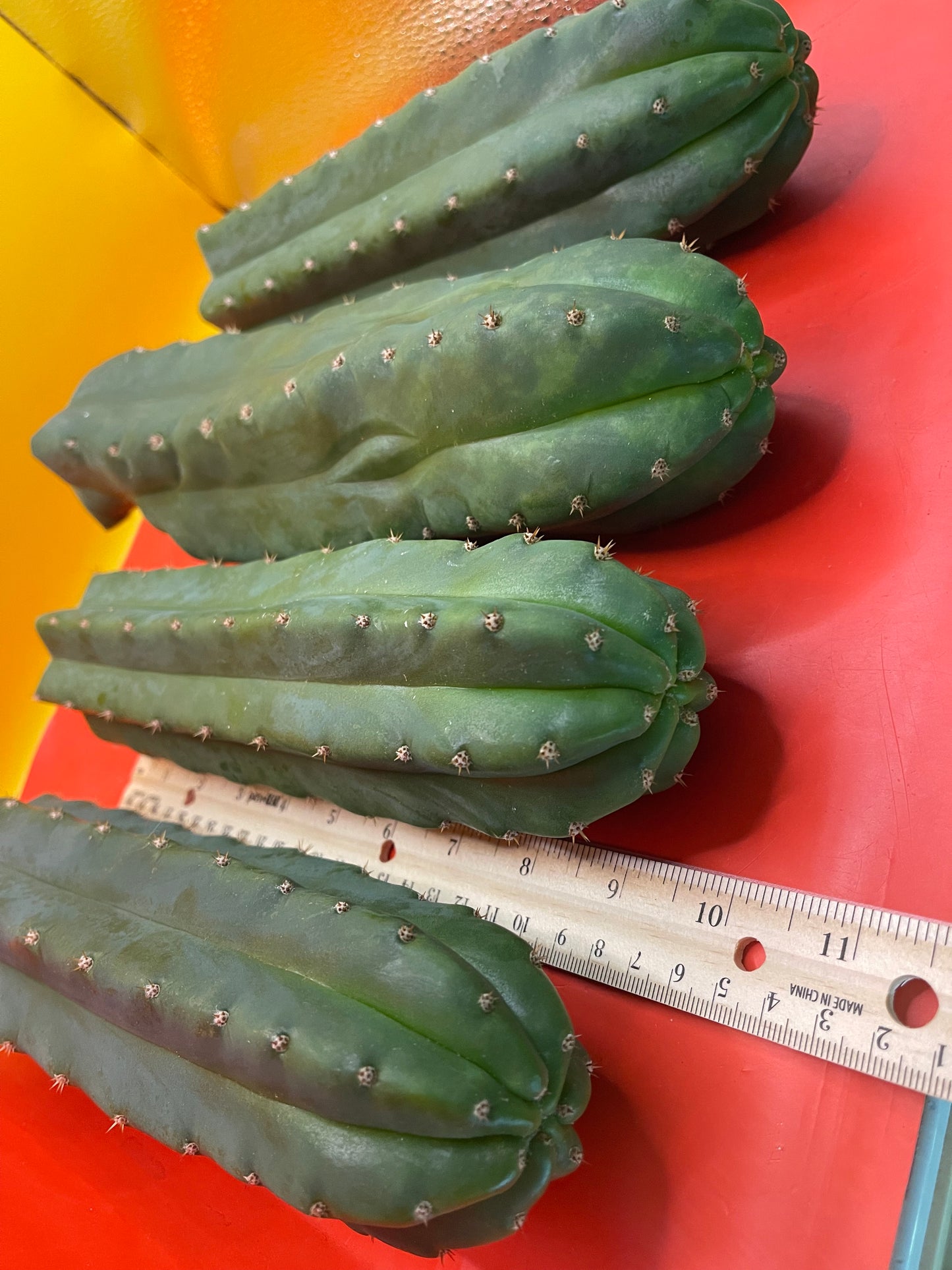 San Pedro Cactus cutting - Medium 8”-10”ready to ship !