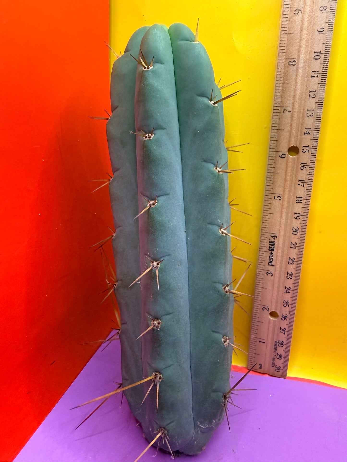 Yowie x Wowie cactus cutting