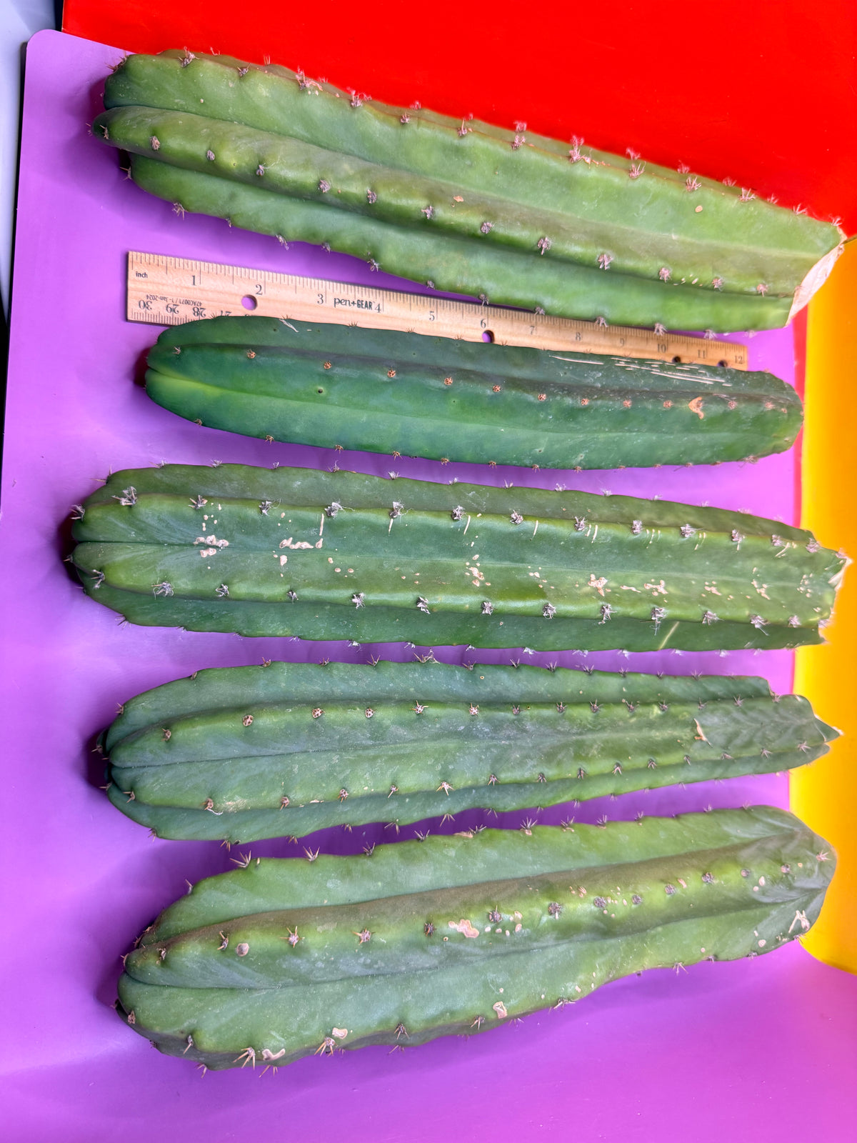 5 pack of San Pedro Cactus !