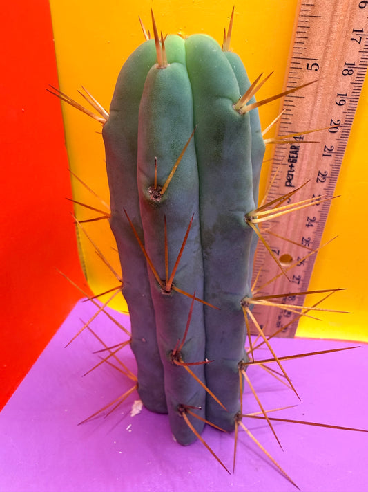 Kaktus Kate Bridgesii