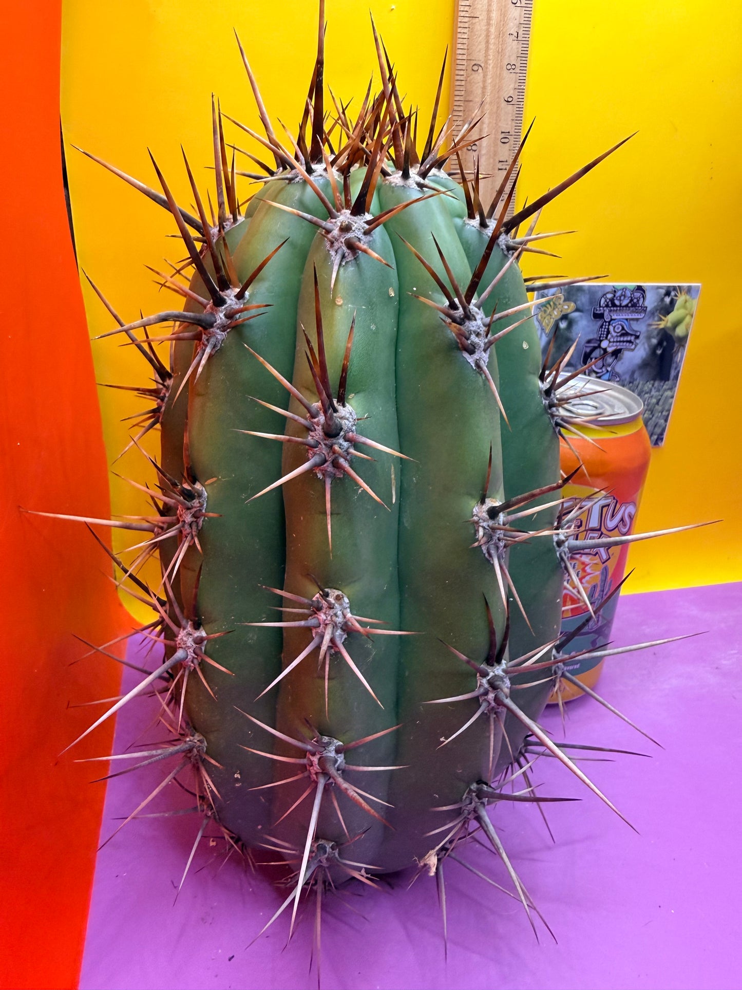 Huge San Pedro Cactus 🌶️Trichocereus Tacaquirensis over 4” thick !