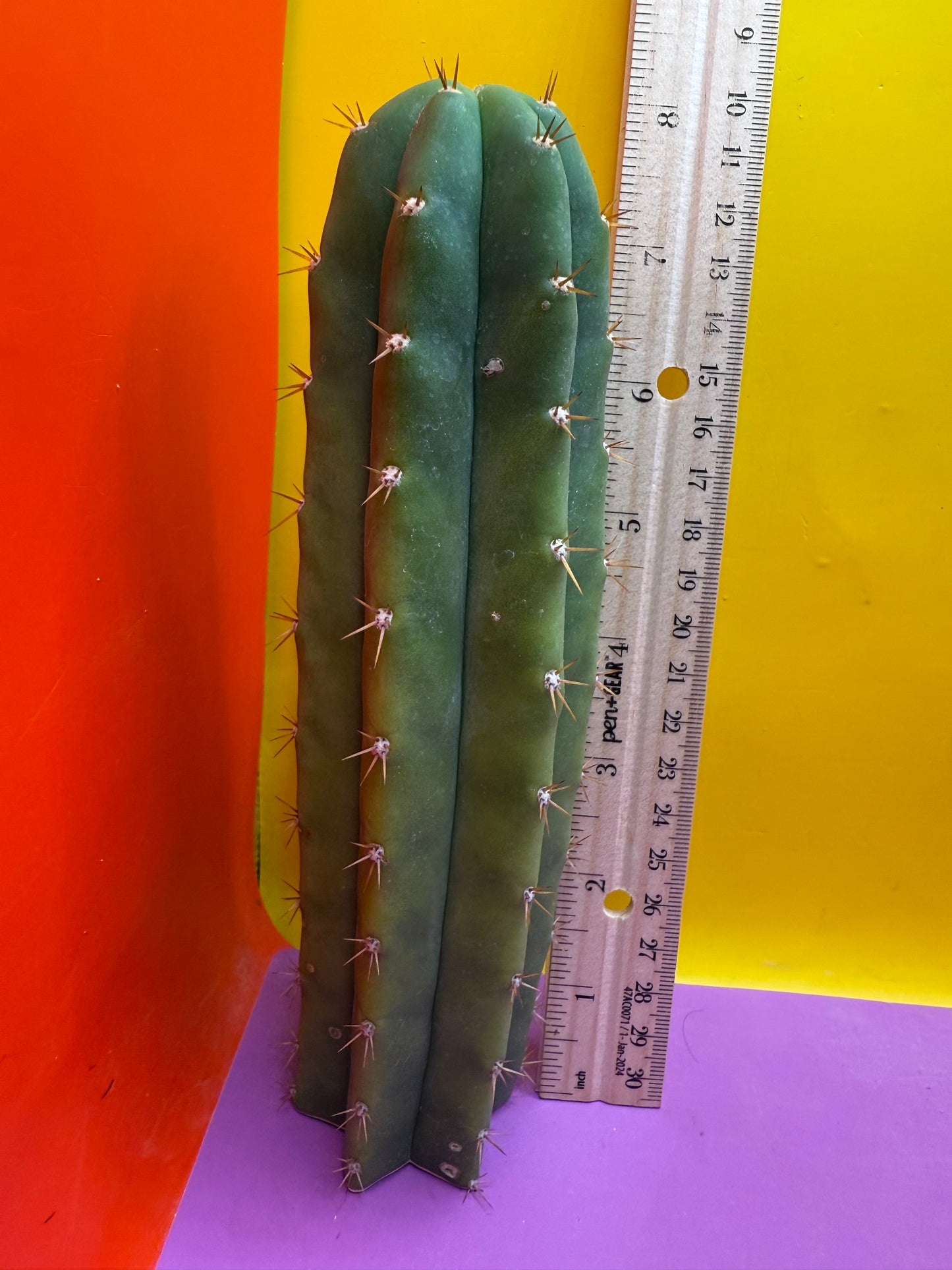 FRIDAY DEAL ⭐️CAHUILLA OP this exact cactus  !