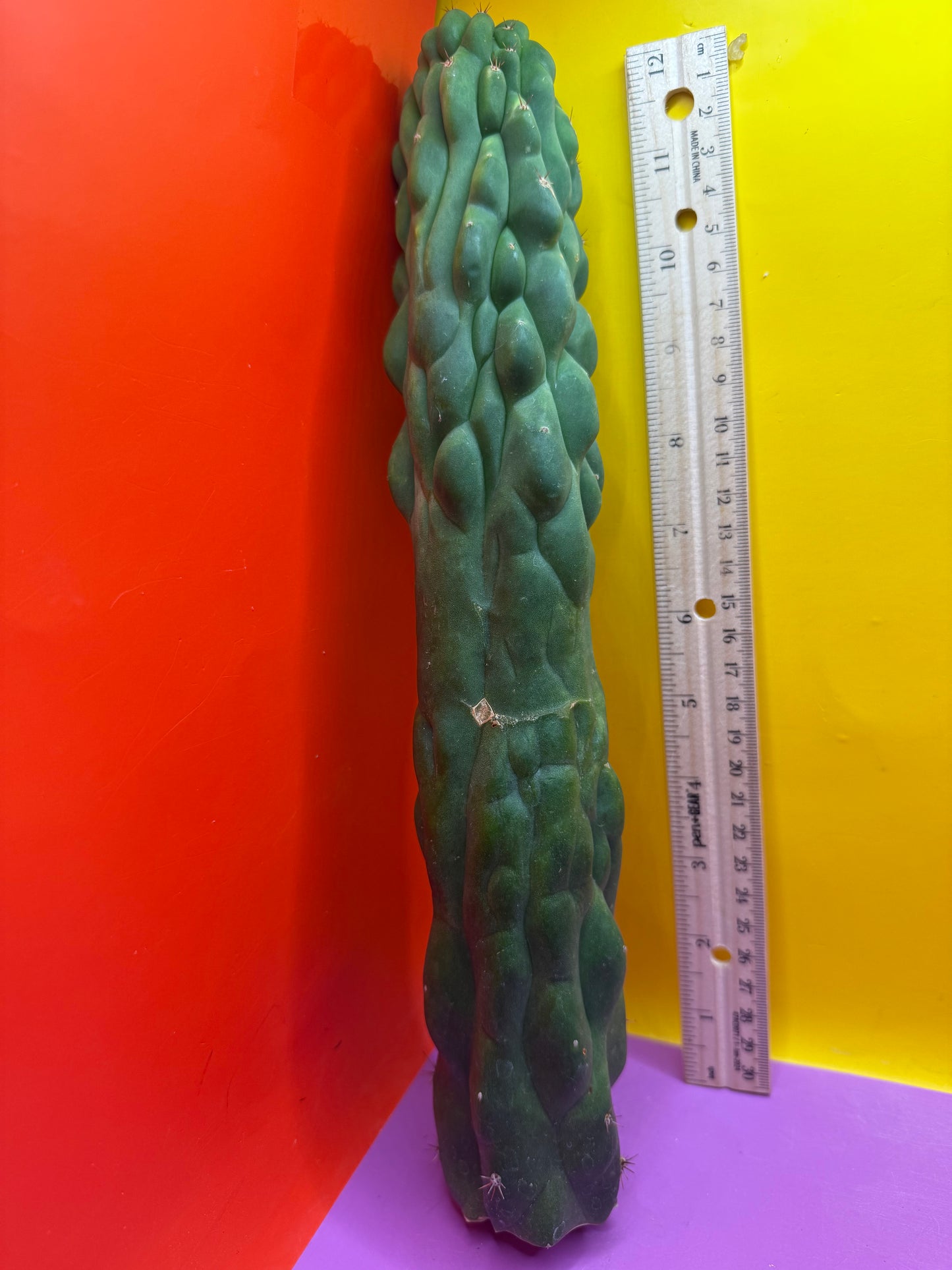 Monstrose San Pedro cactus !! Tip is about to crest !