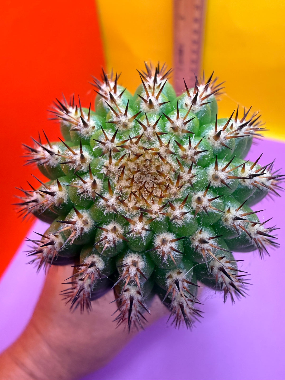 Trichocereus Brevispinulosus