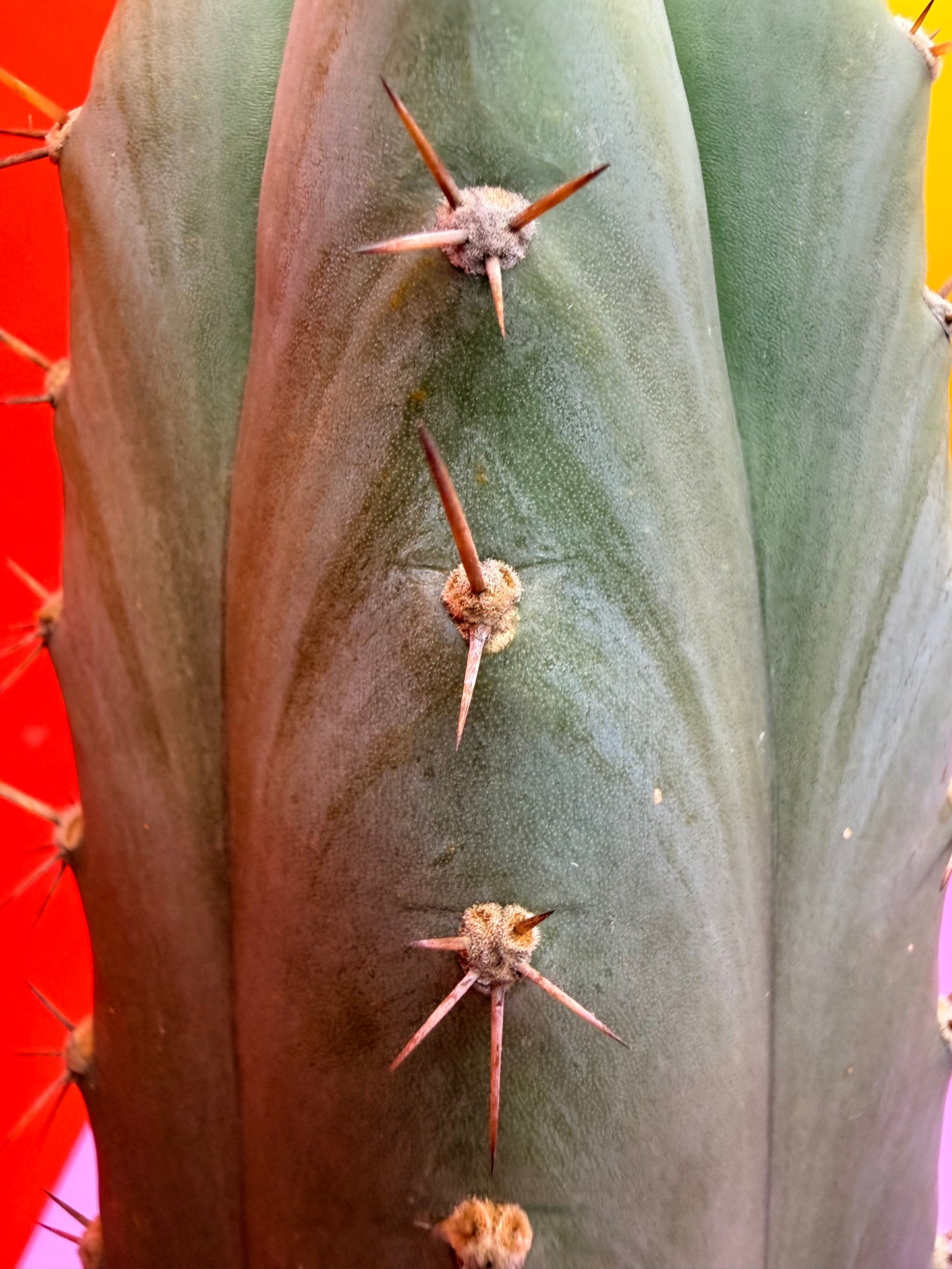 Gorgeous pattern