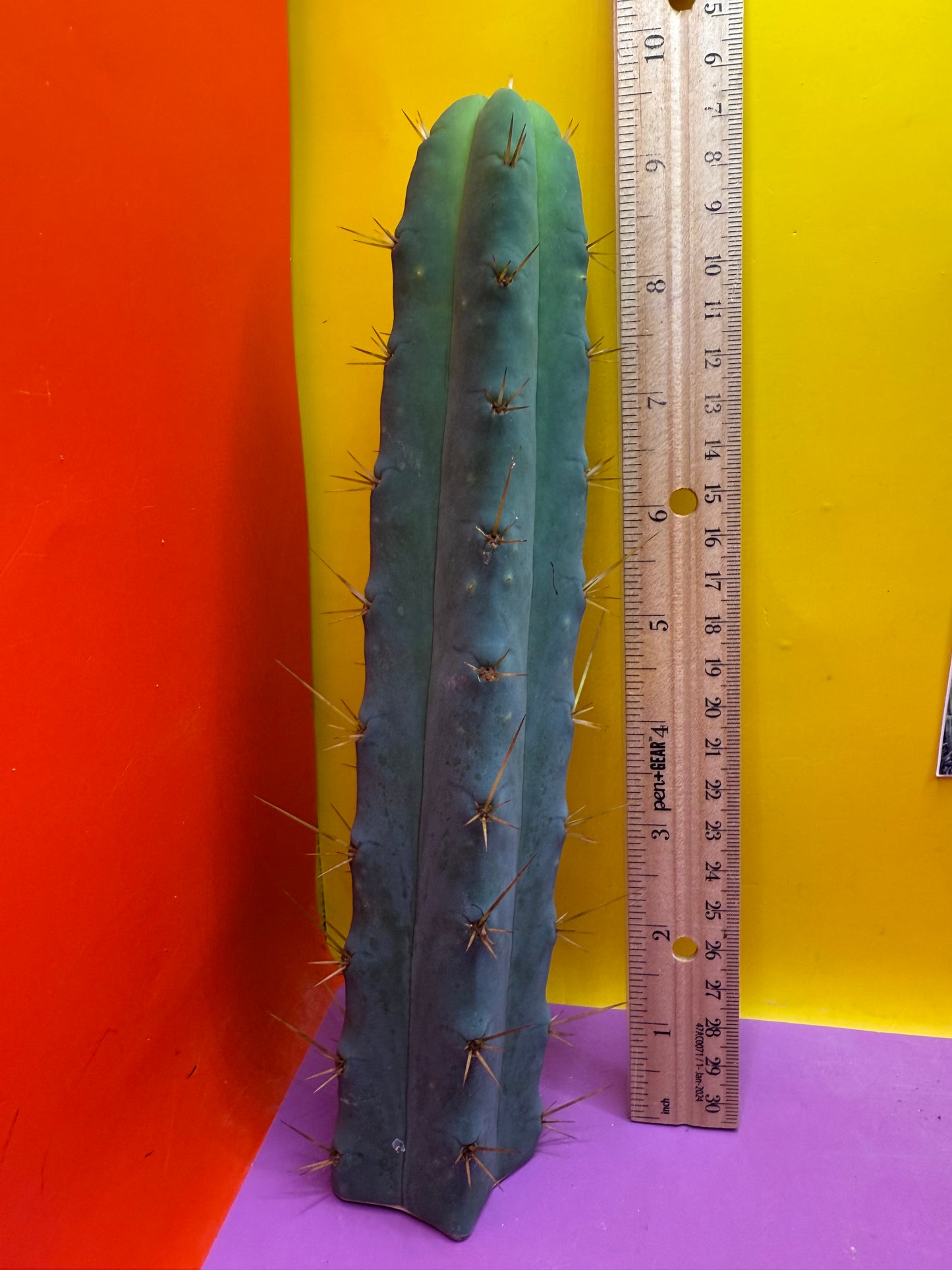 SSO2 - San Pedro Cactus 🌶️ 🌶️