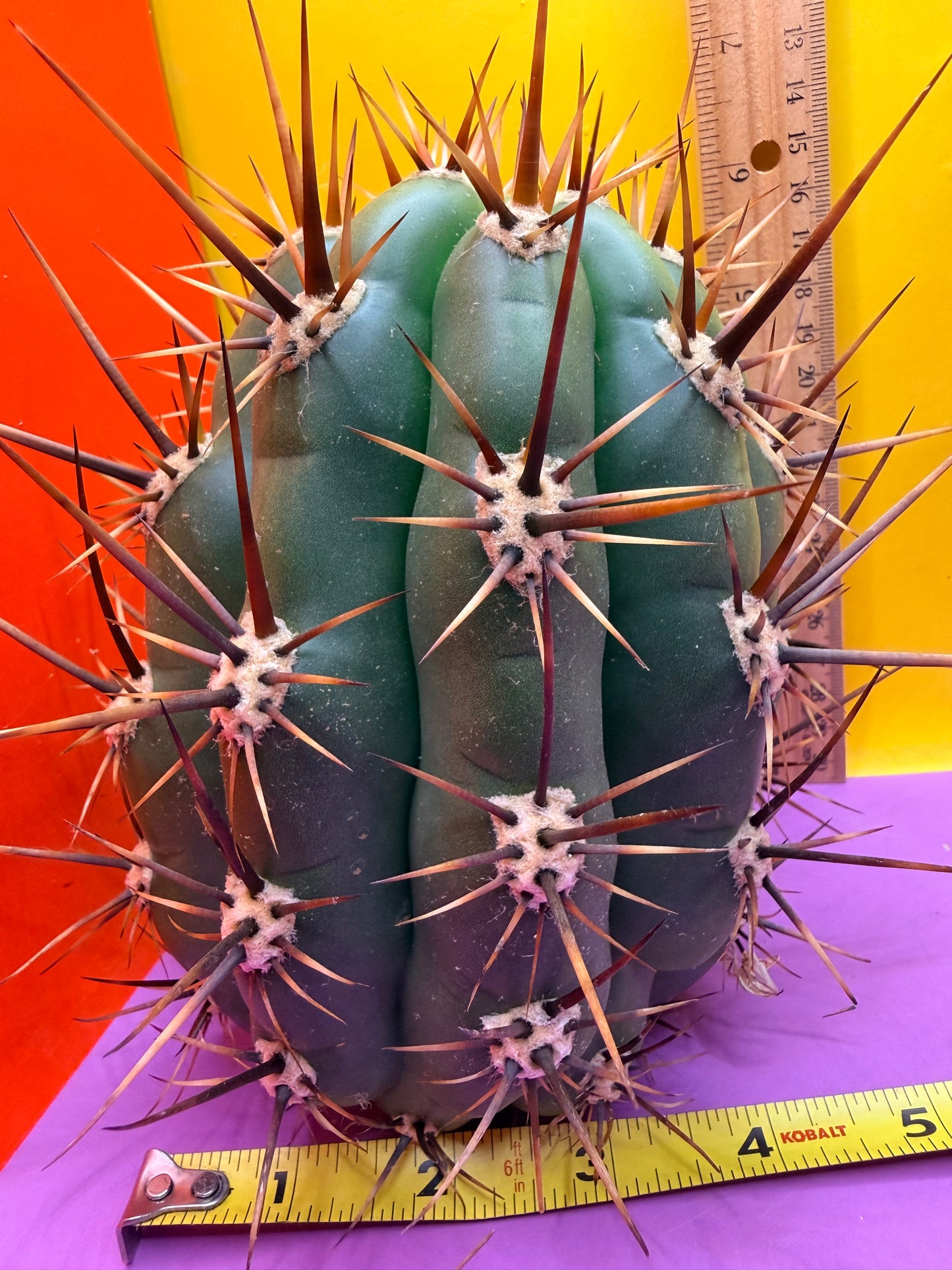 Trichocereus Tacaquirensis 🌶️🌶️