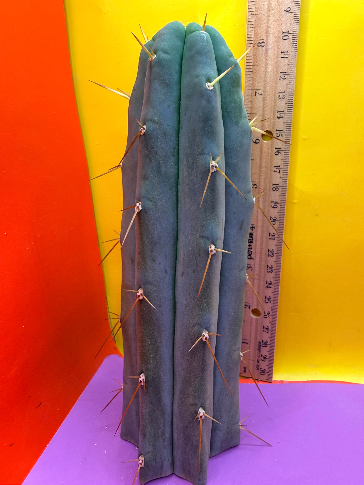“H1” Trichocereus Bridgesii