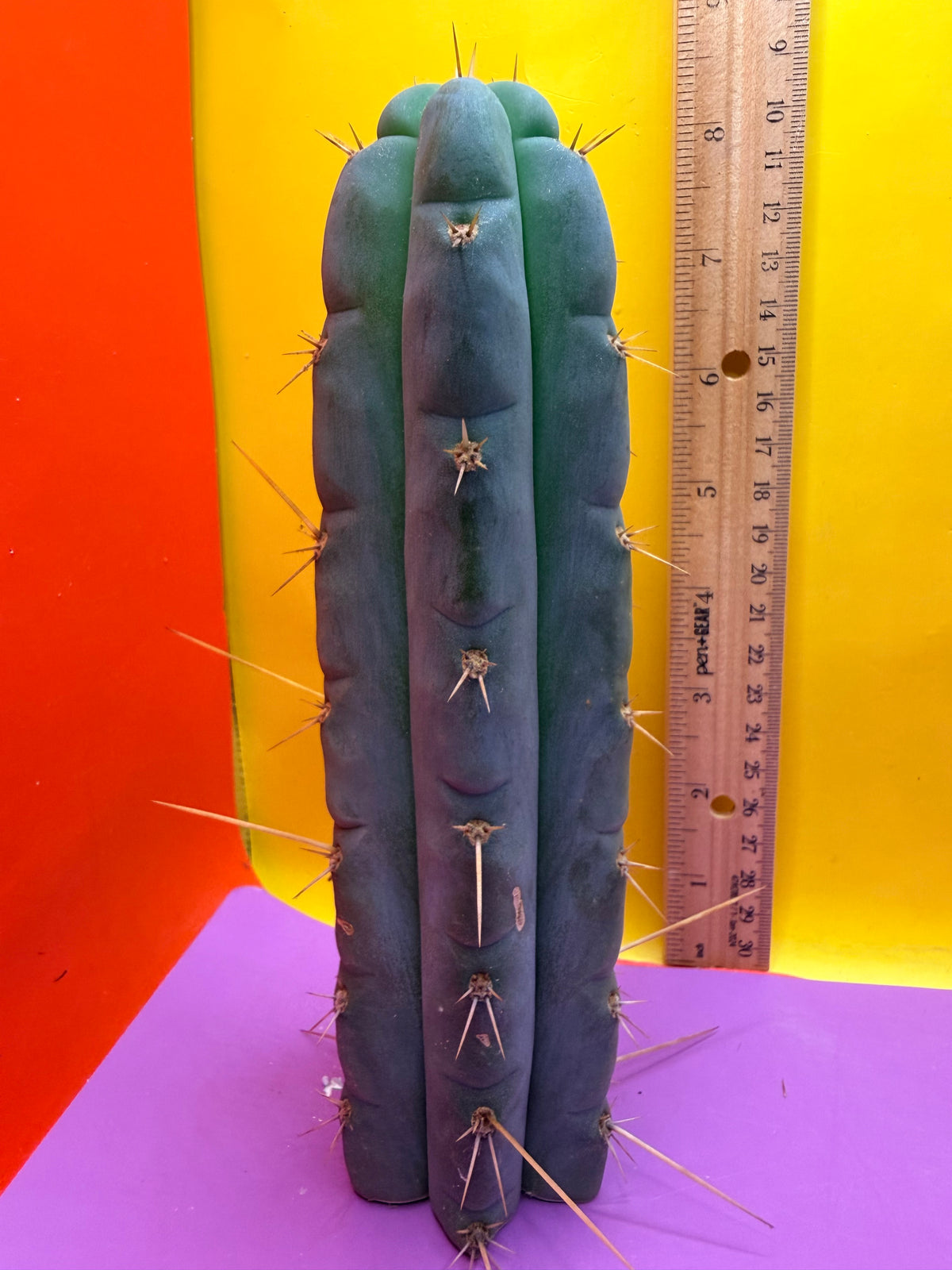 Kimura’s Spiny Giant X SS02