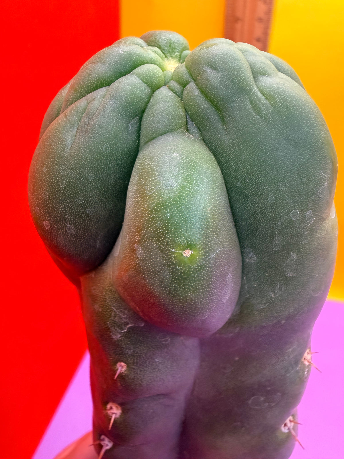 Monstrose San Pedro cactus - TPM !
