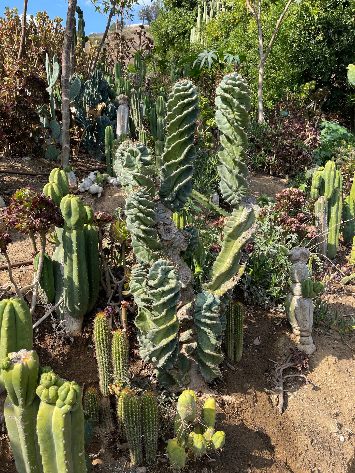 FAT 🌀🌵Spiral Cactus !Over 4” thick