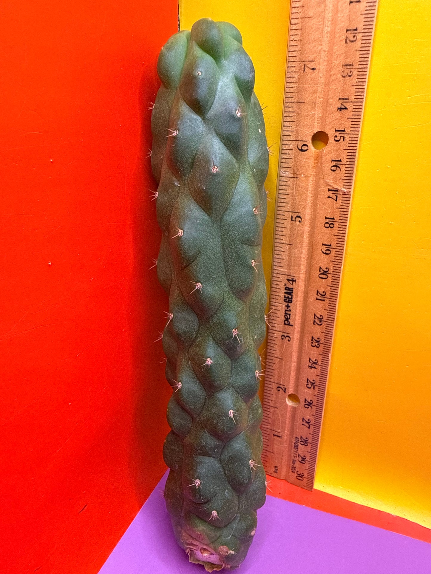 Monstrose San Pedro Cactus! This exact one