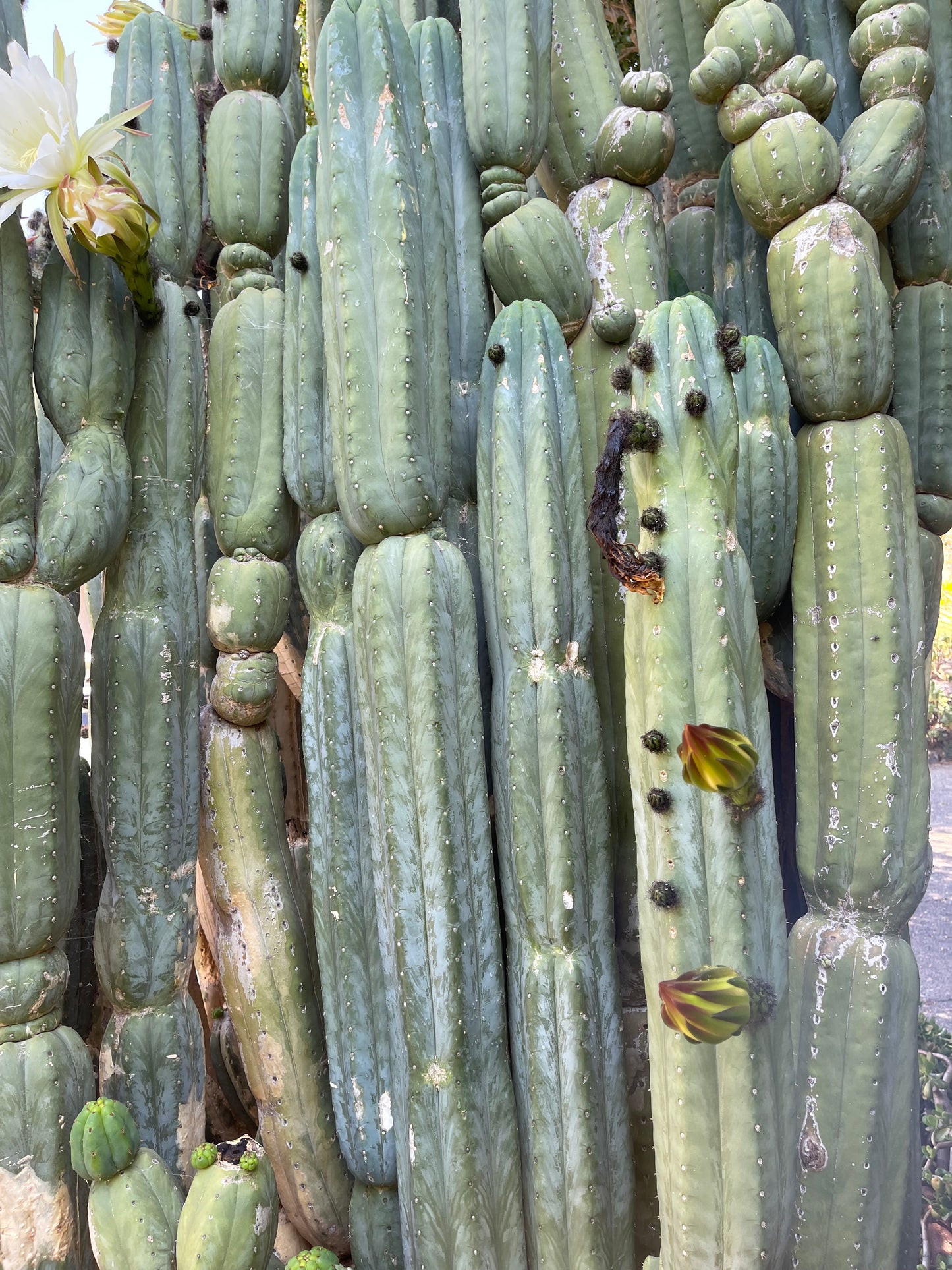 SALE !!! 100 San Pedro Cactus - “Cahuilla” O.p. seeds!!