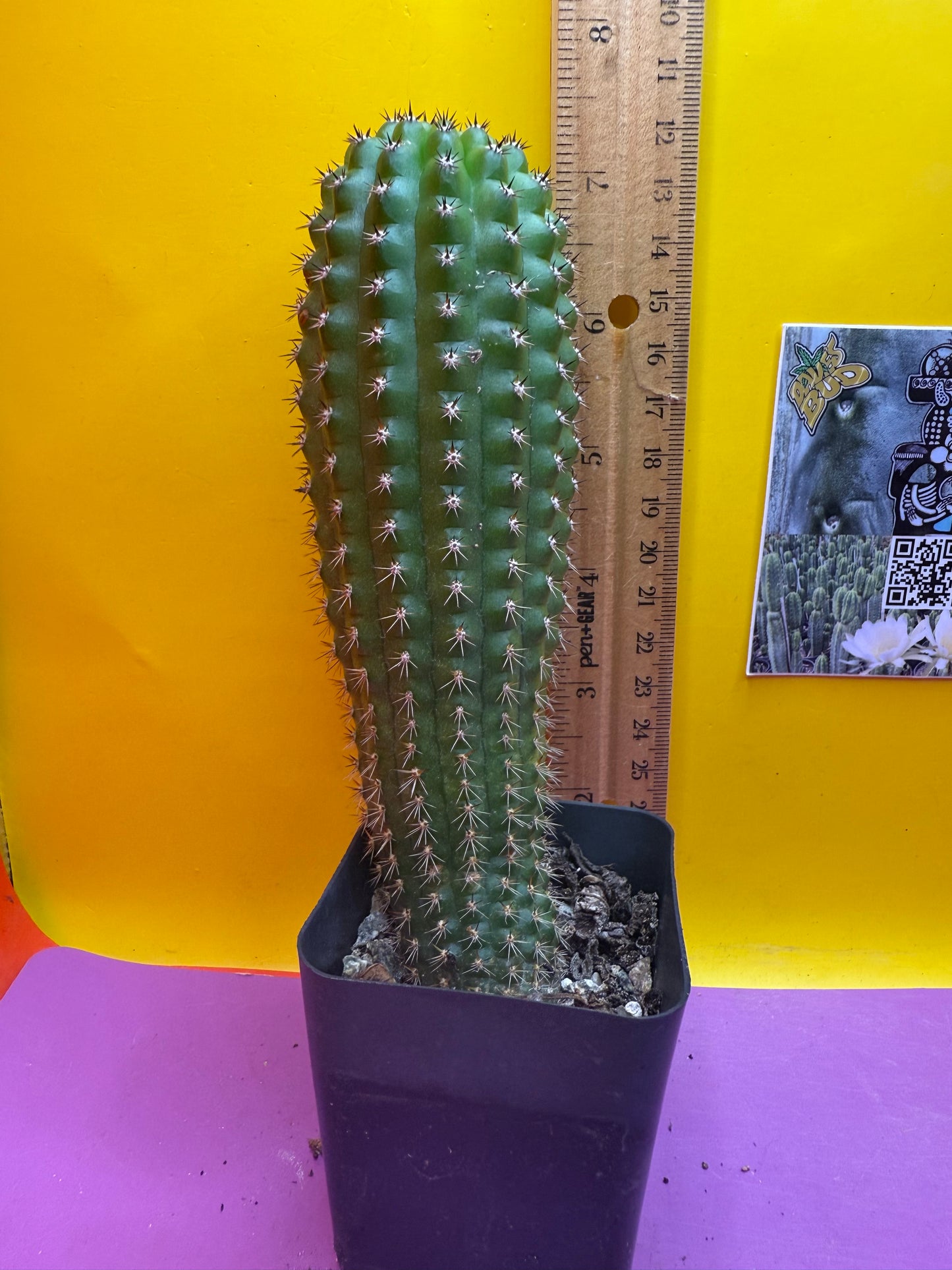 Trichocereus Brevispinulosus happy in a pot !